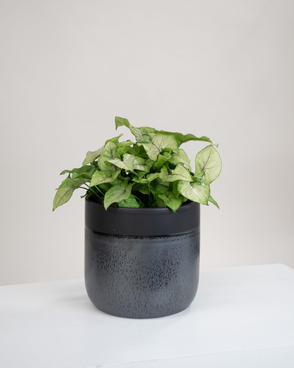 Syngonium podophyllum « White Butterfly »