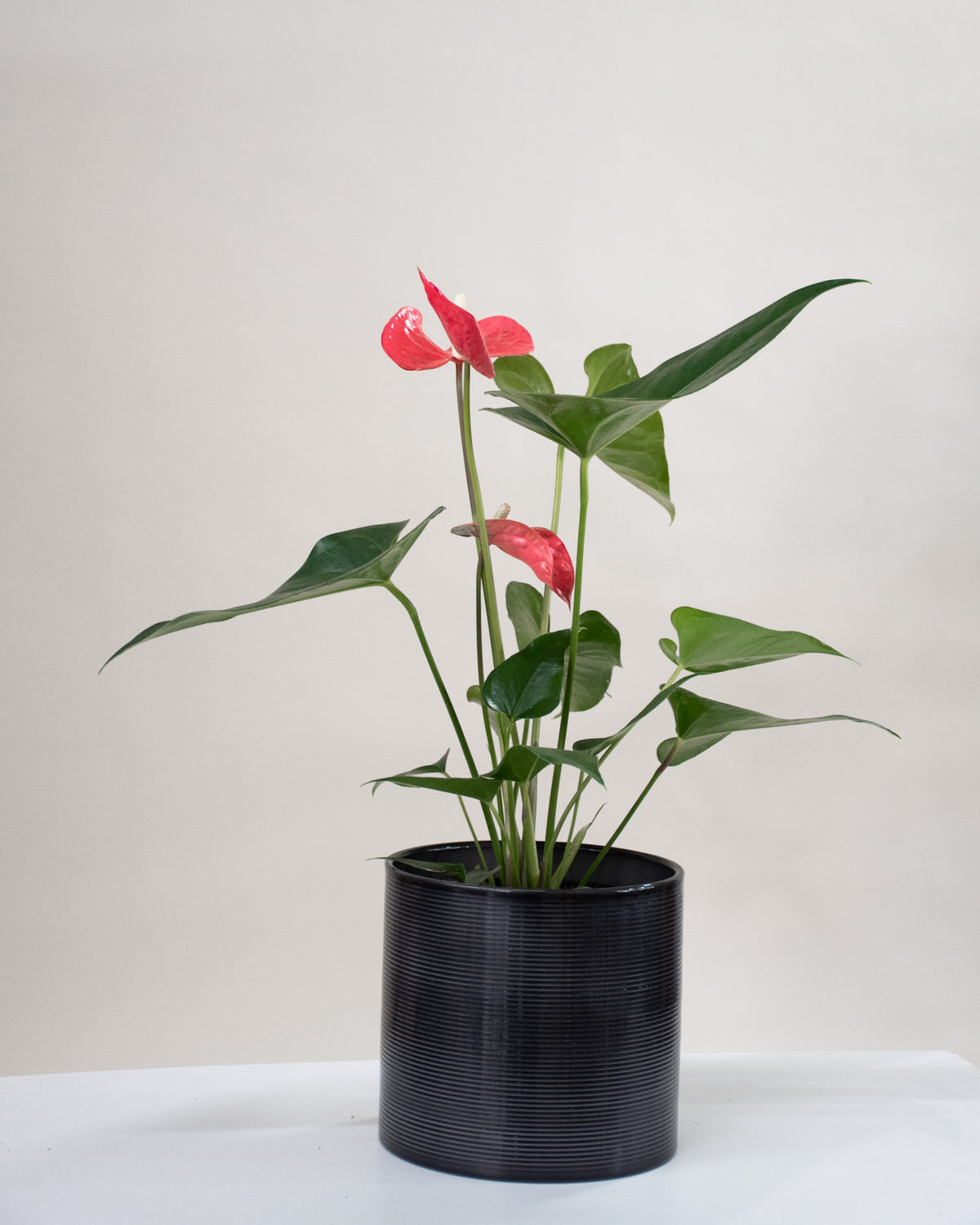 Anthurium assortis