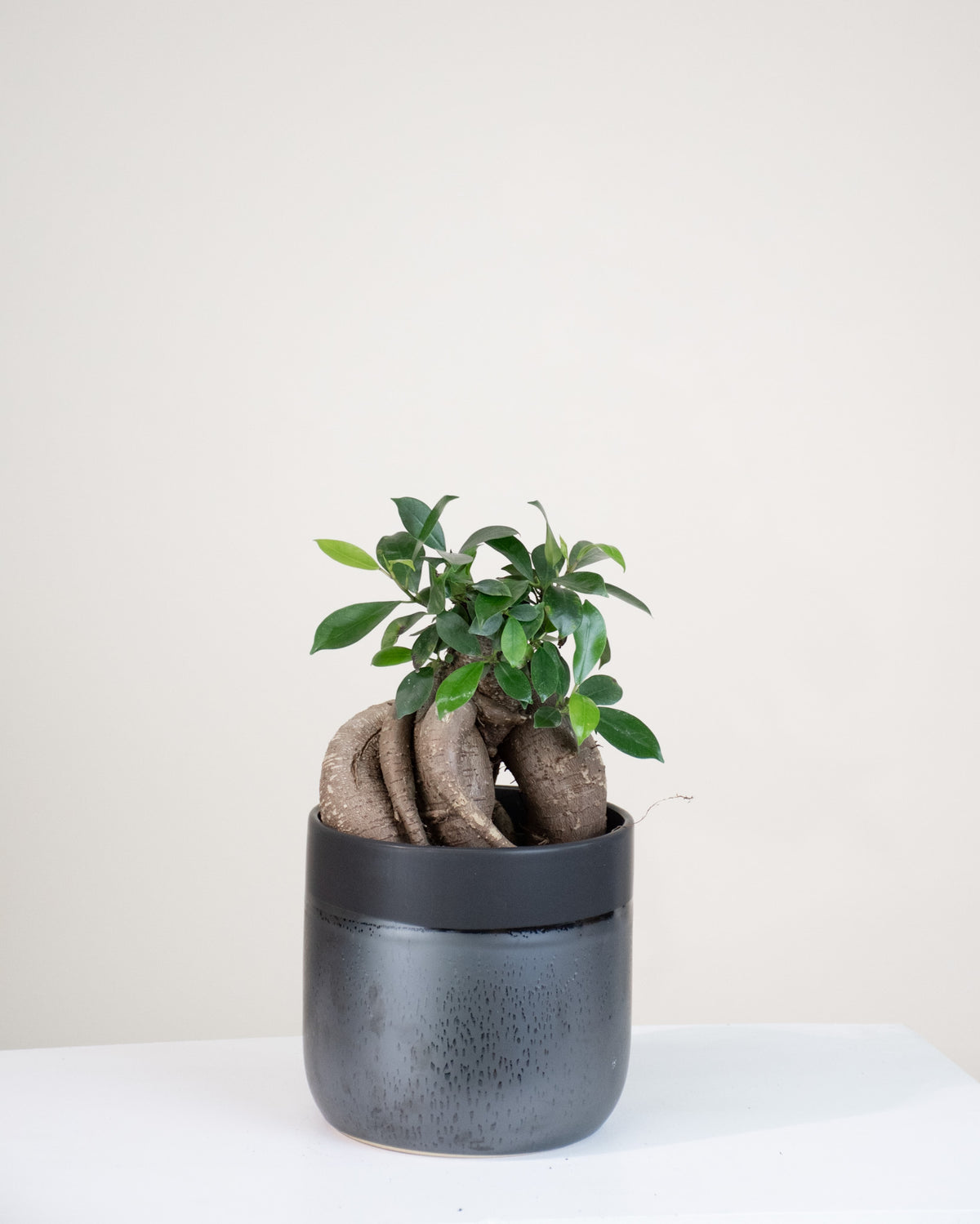 Ficus microcarpa « Ginseng »