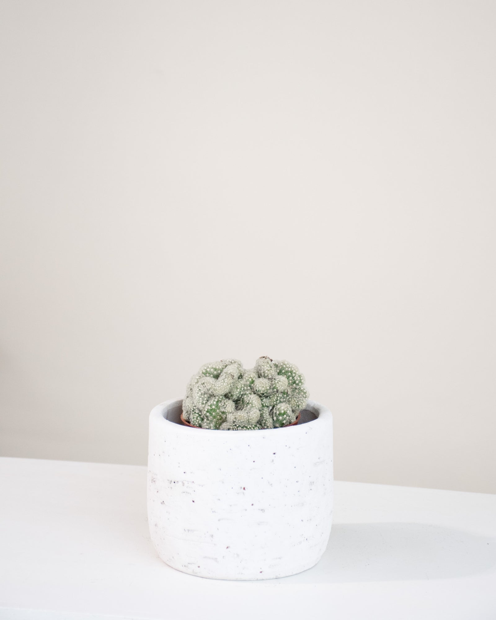 Mammillaria elongata « Cristata »