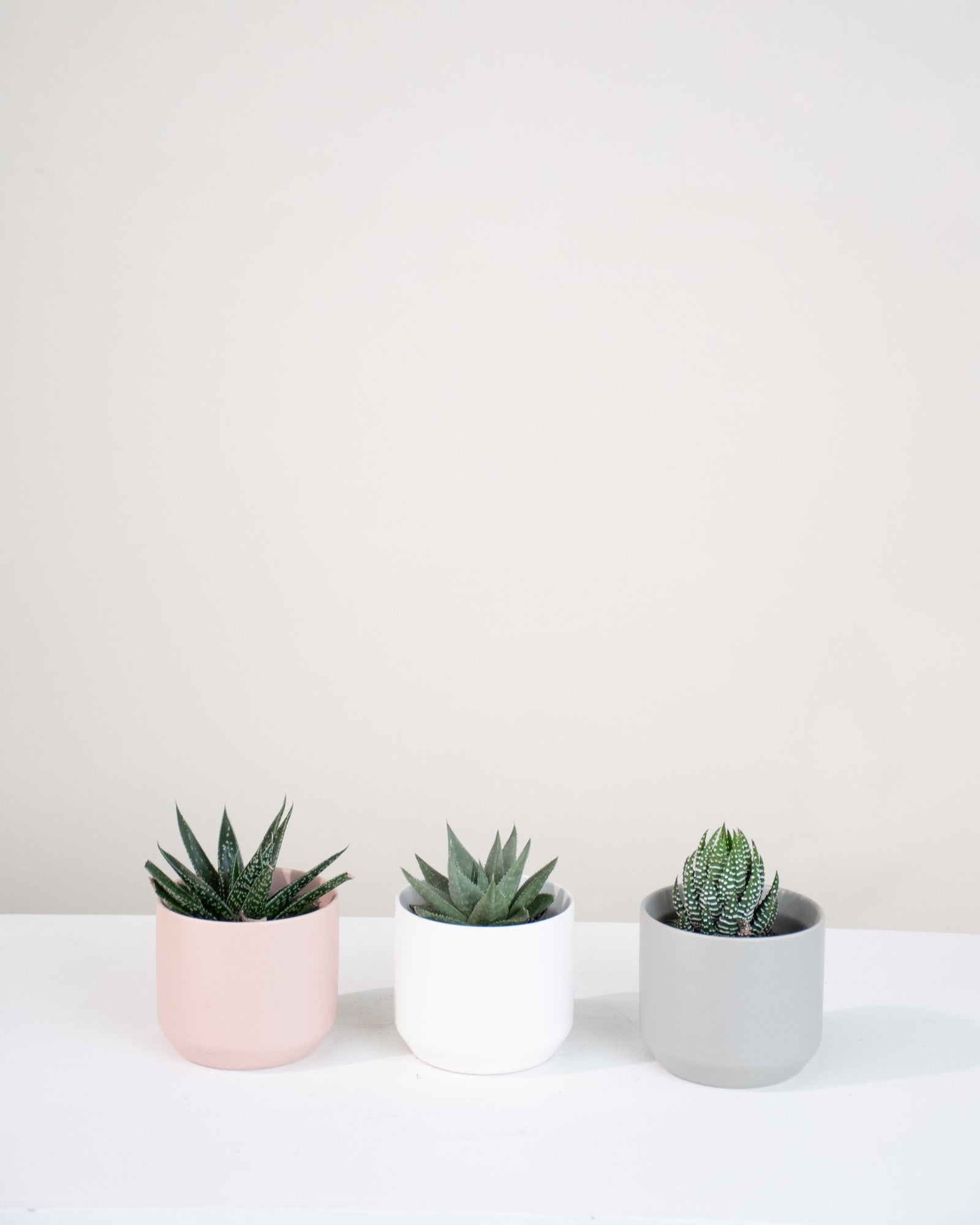 Haworthia assortie