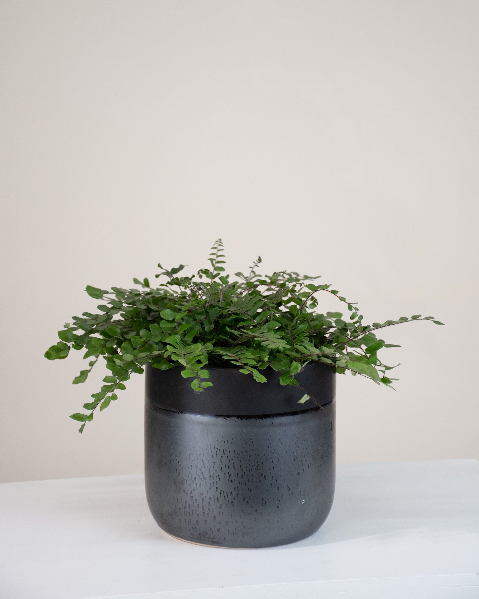 Pelleae rotundifolia « Button Fern »