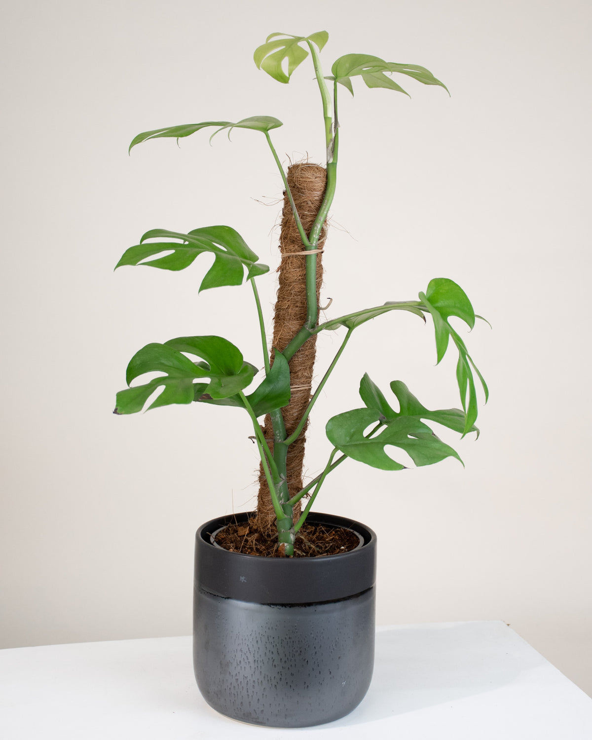 Rhaphidophora tetrasperma