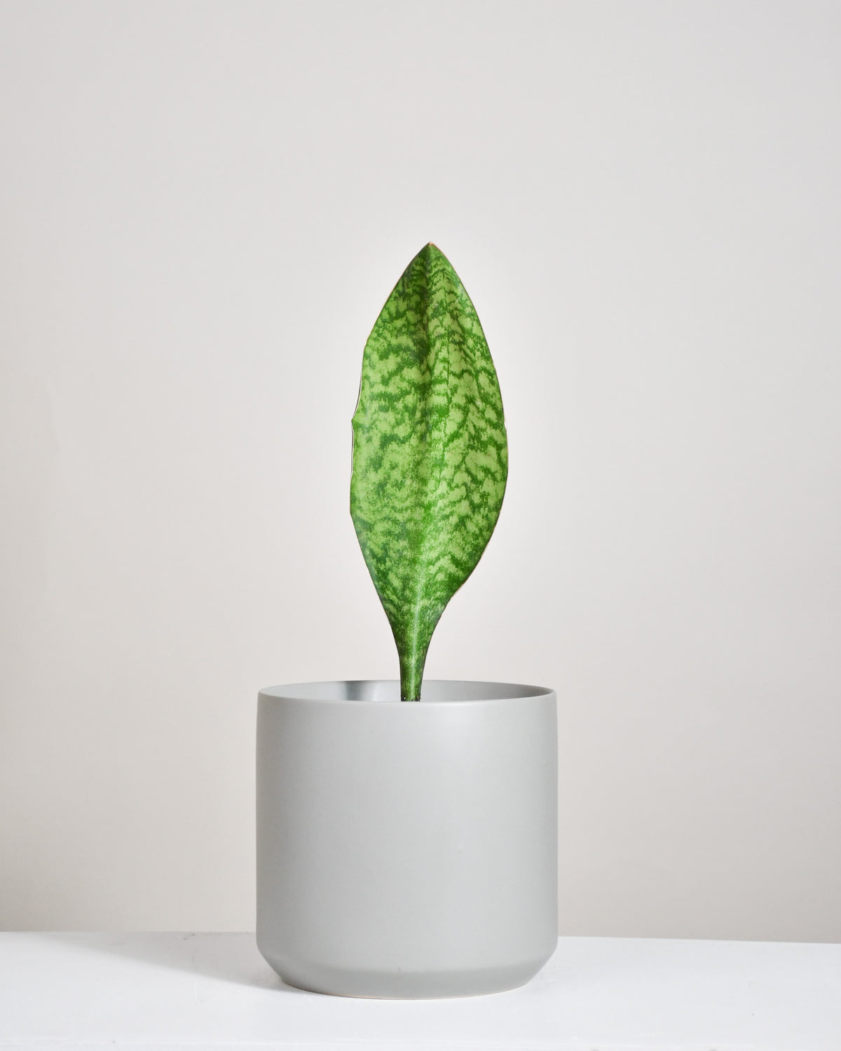 Sansevière masoniana « Whale Fin »