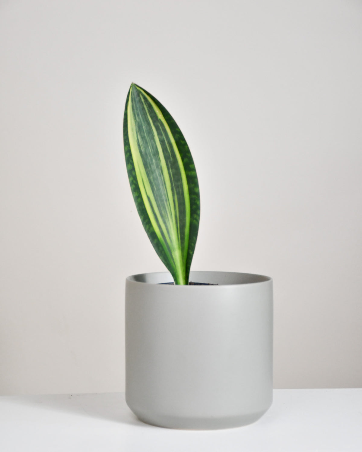 Sansevière masoniana « Whale Fin »