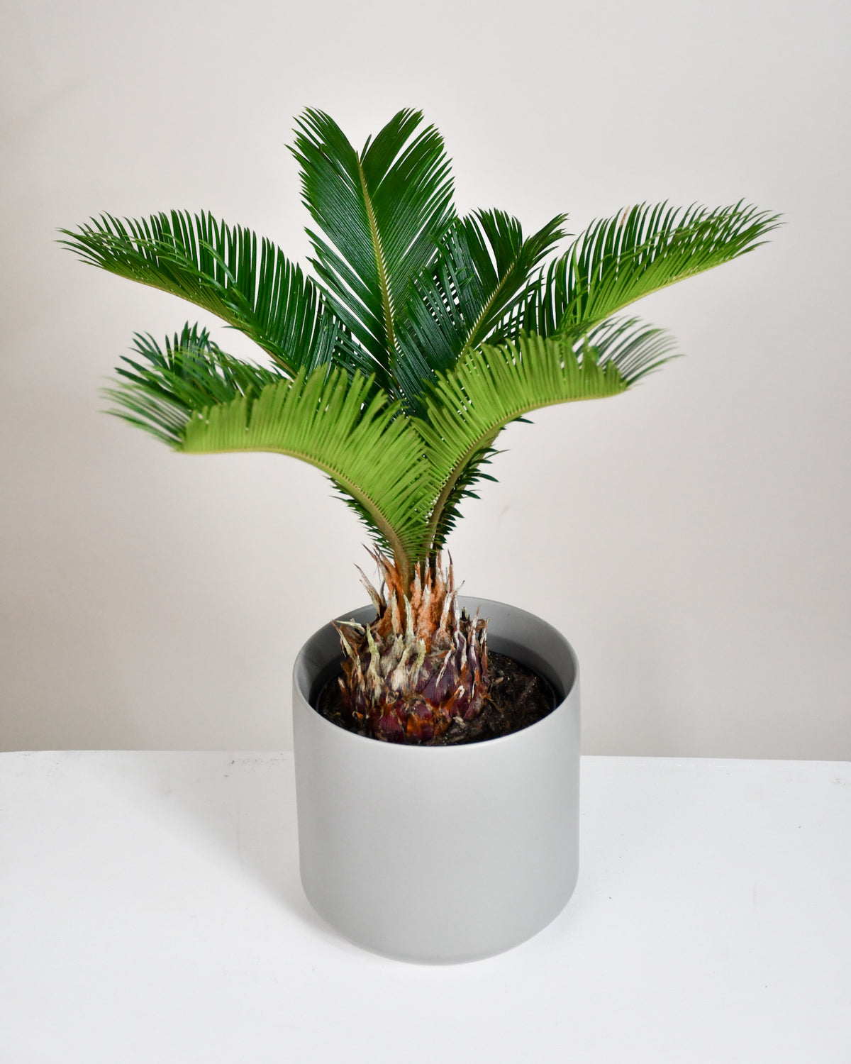 Cycas revoluta