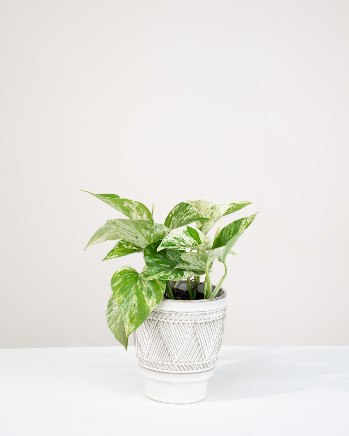 Pothos « Marble Queen »