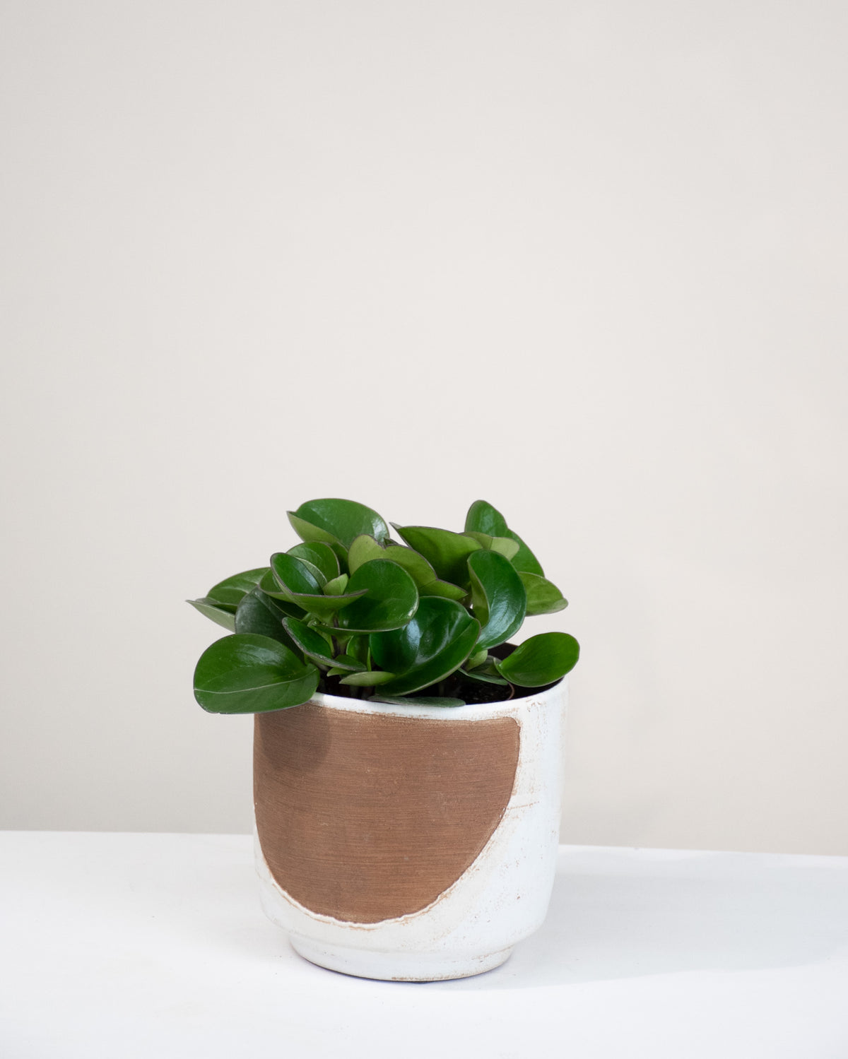 Peperomia obtusifolia