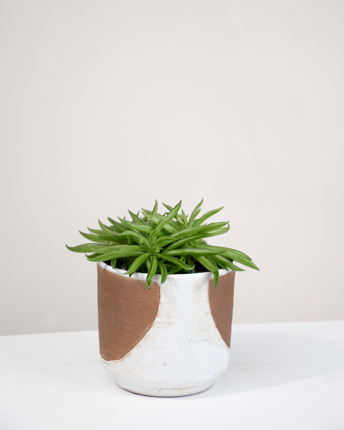 Peperomia caperata « Happy Bean »