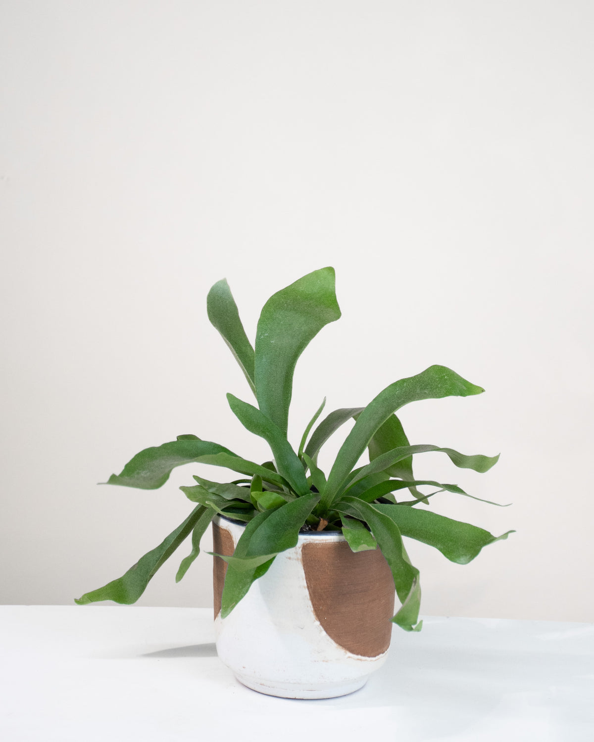 Platycerium bifurcatum