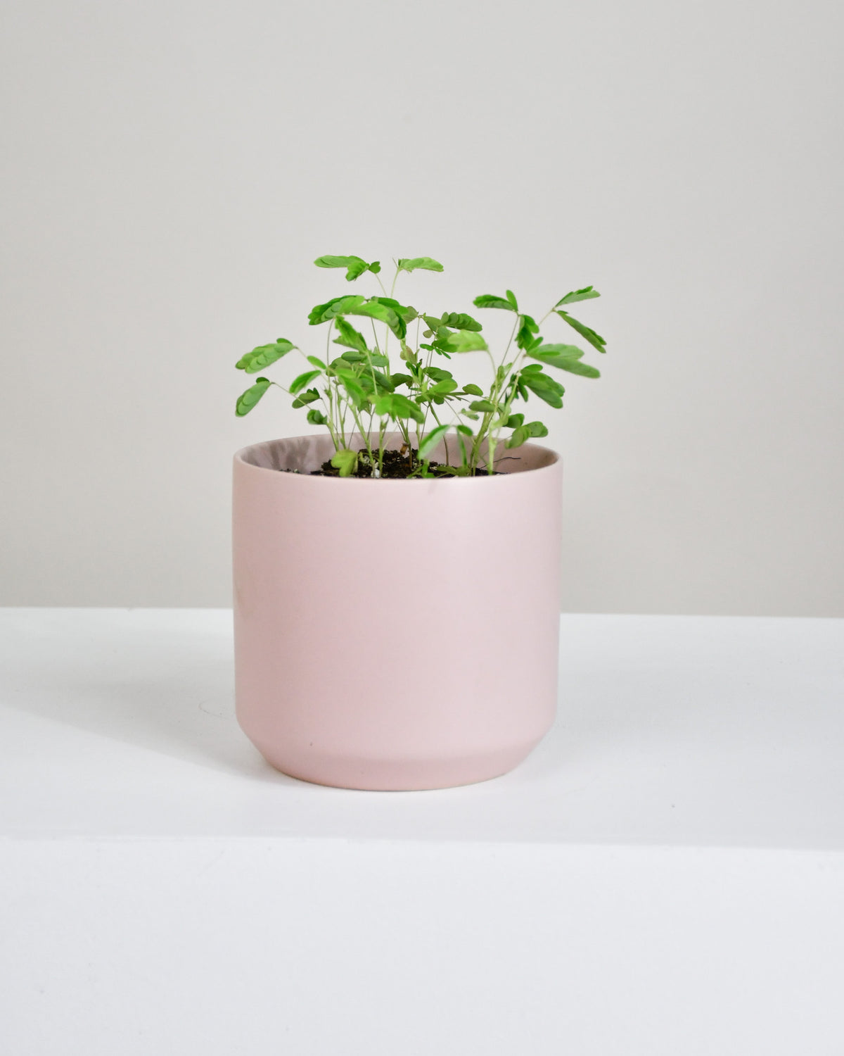 Mimosa pudica