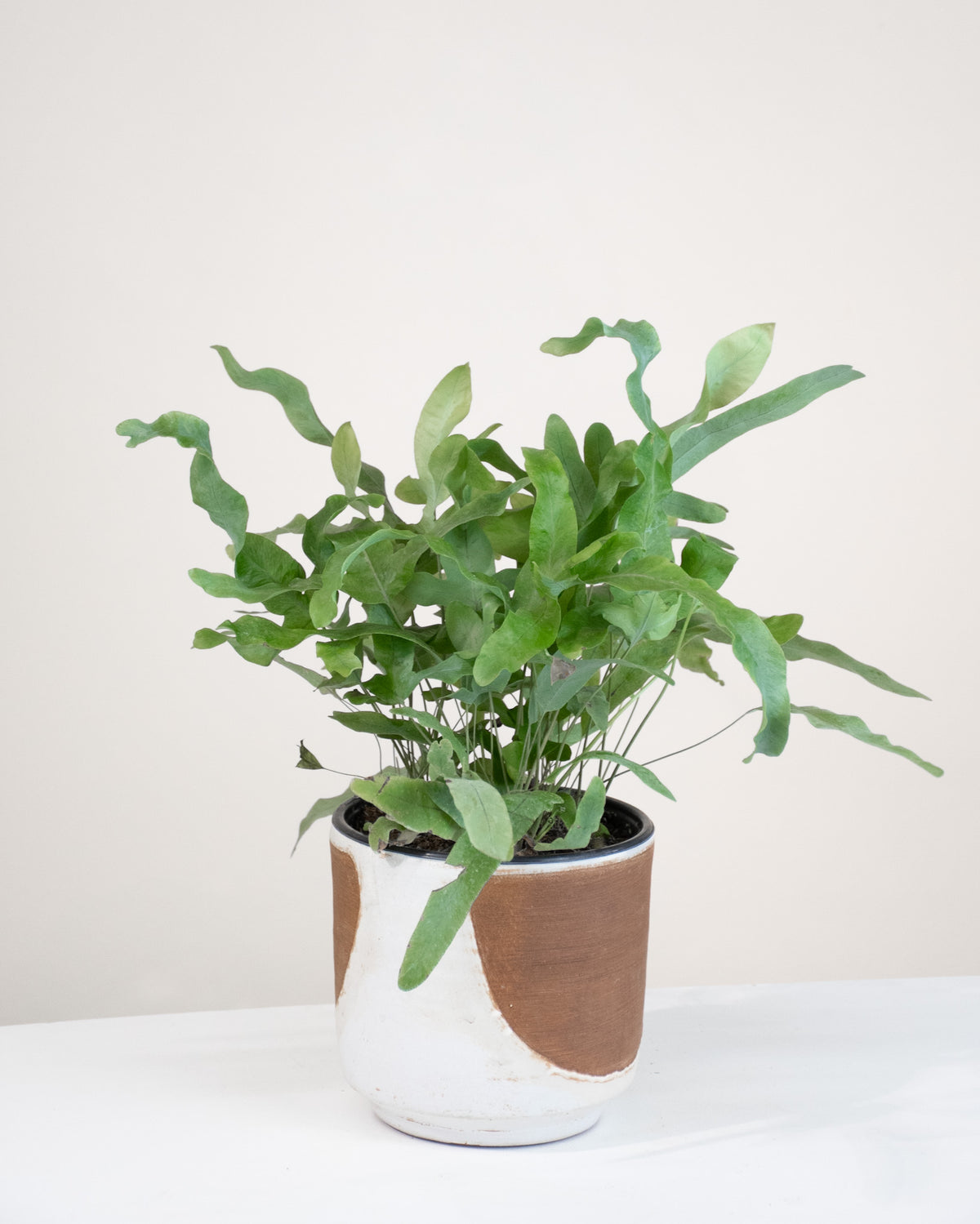 Phlebodium aureum / Fougère Blue Star