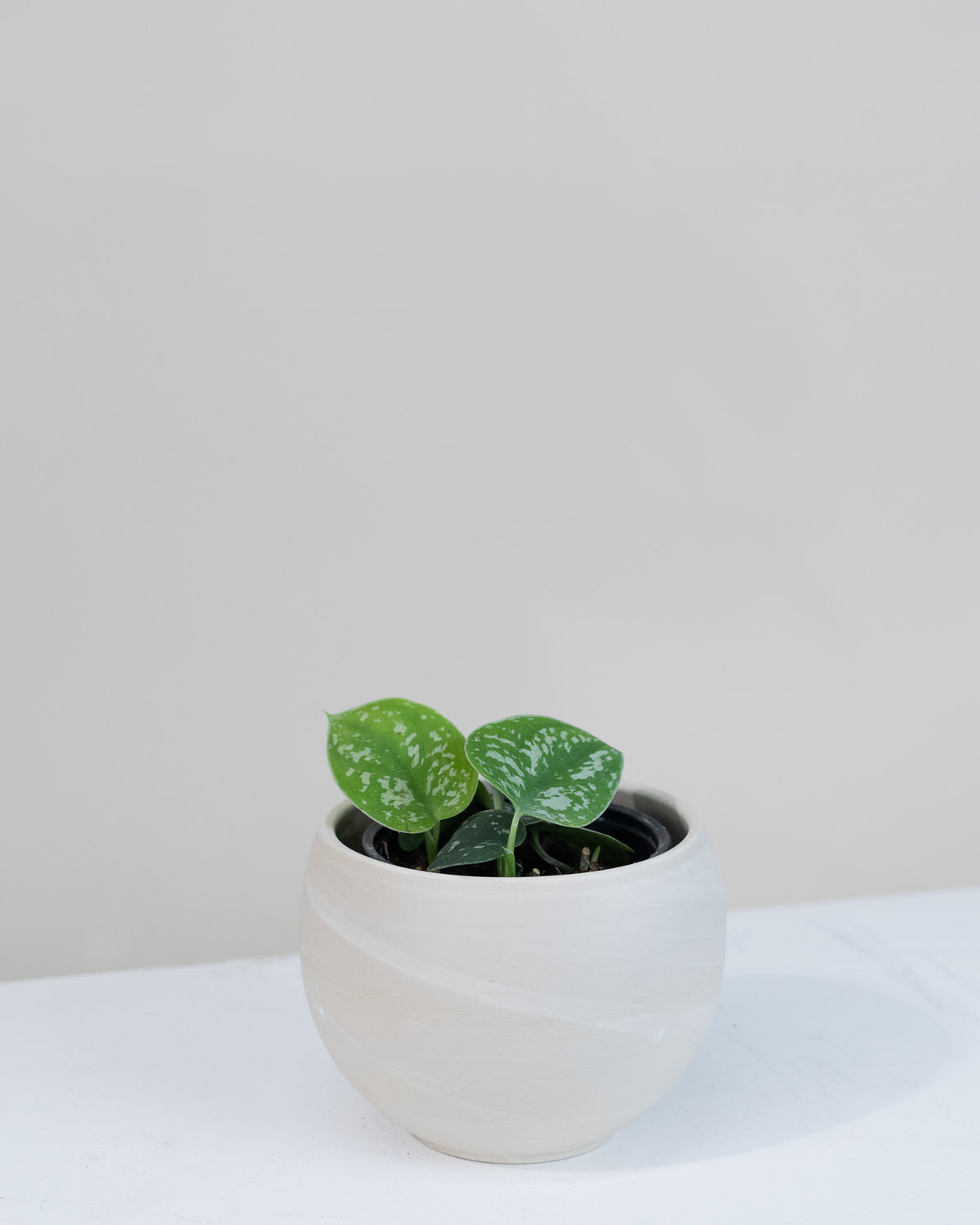 Scindapsus pictus « Argyraeus »