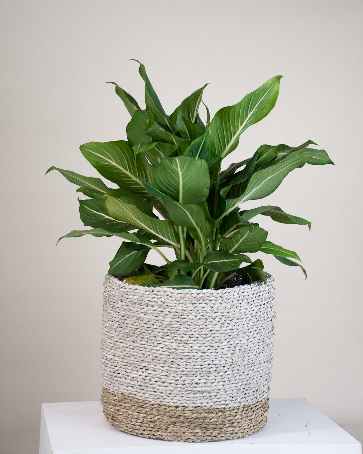 Dieffenbachia « Sterling »