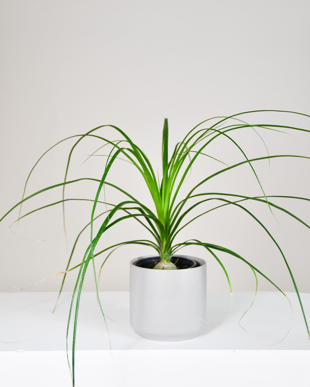 Beaucarnea recurvata