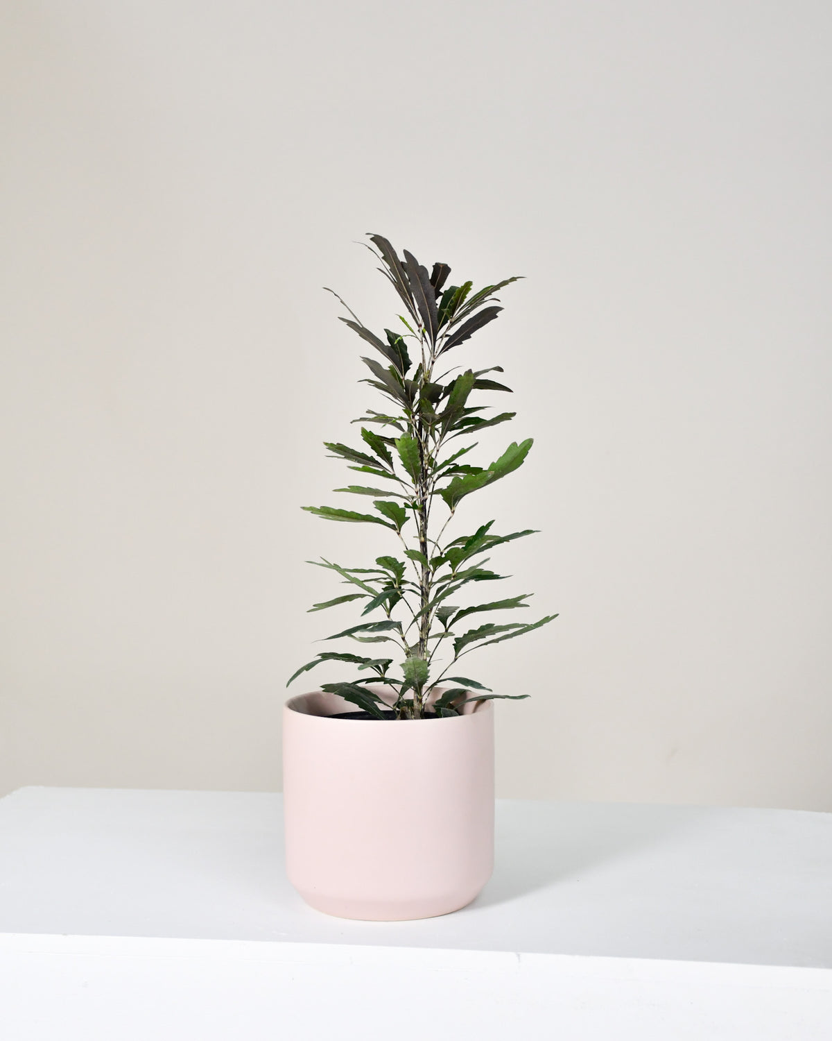 Aralia elegantissima