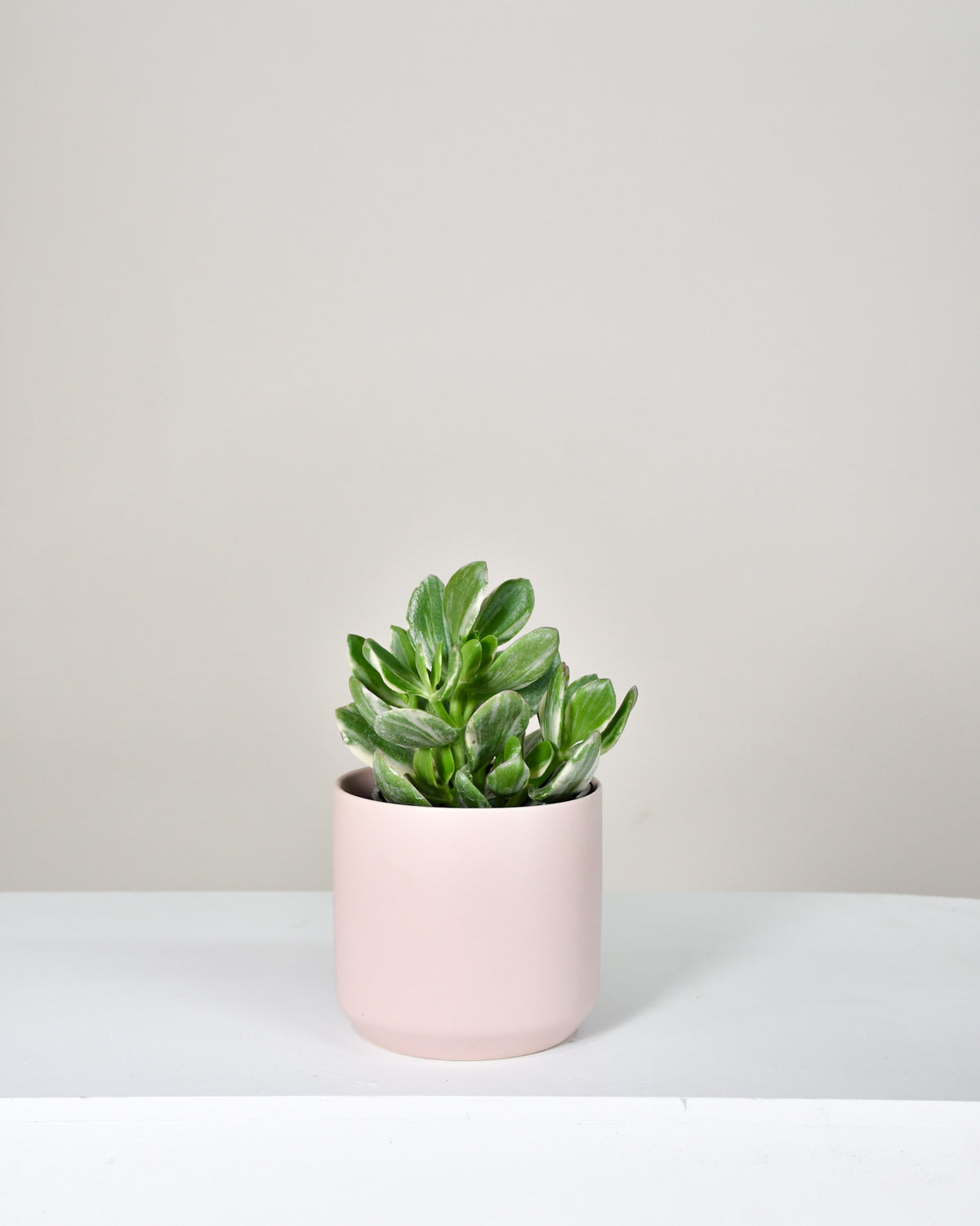 Crassula ovata « Variegata »