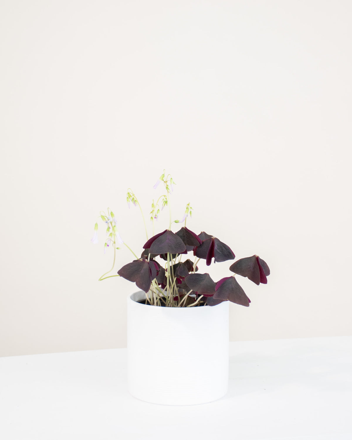 Oxalis triangularis