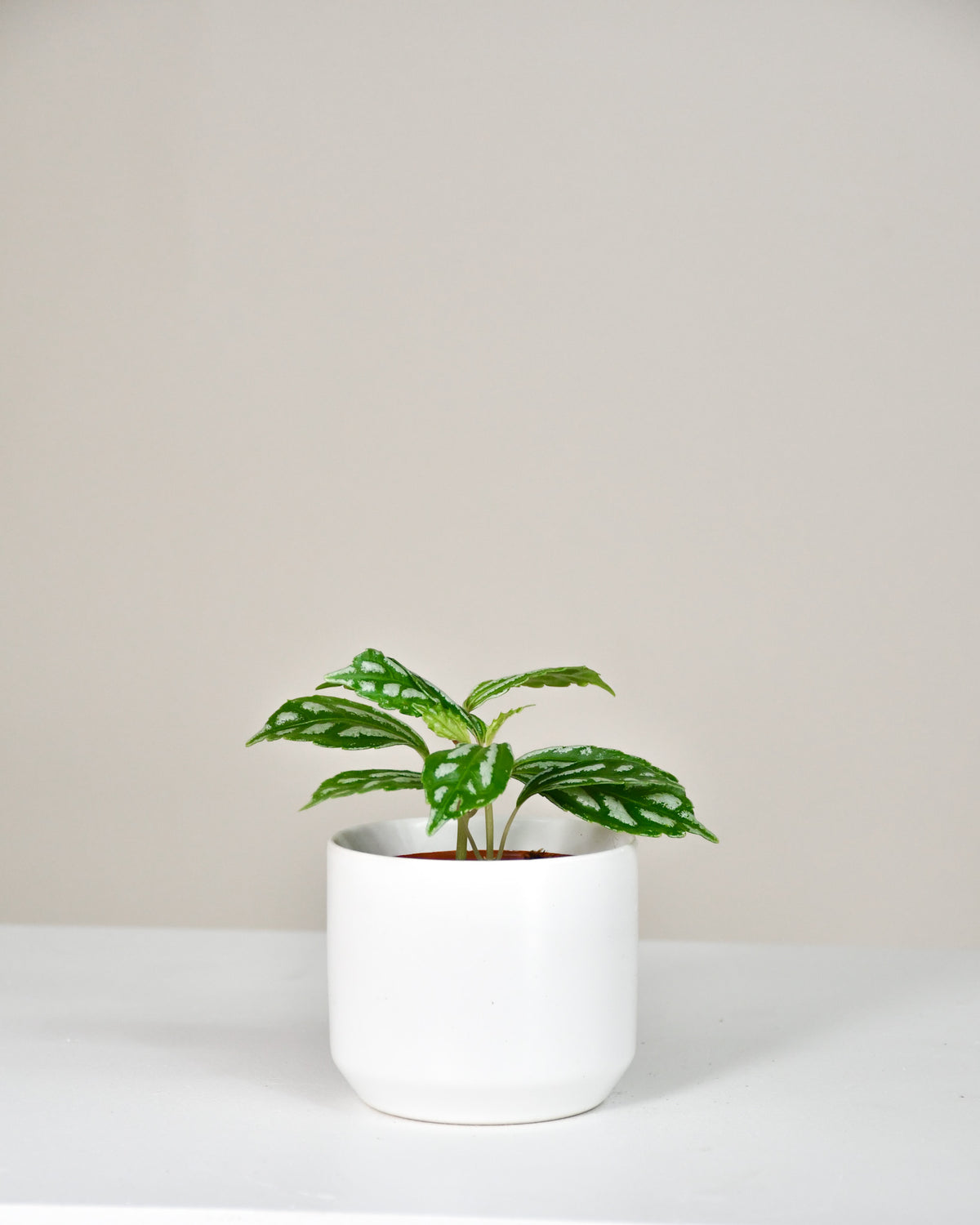 Pilea cadierei