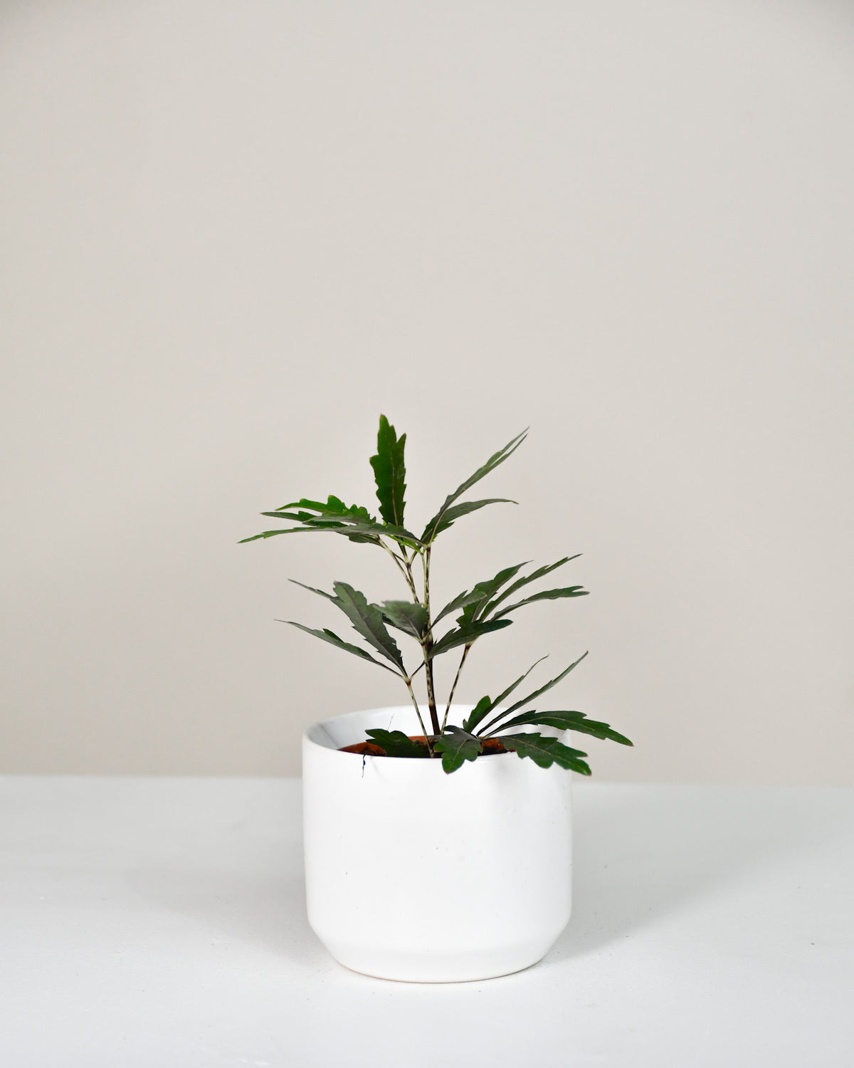Aralia elegantissima