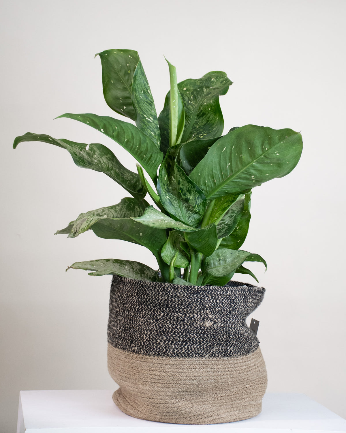 Dieffenbachia « Memoria Corsii »