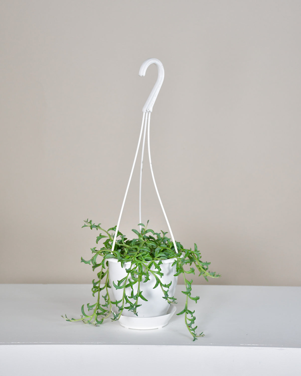 Senecio peregrinus « String of Dolphins »