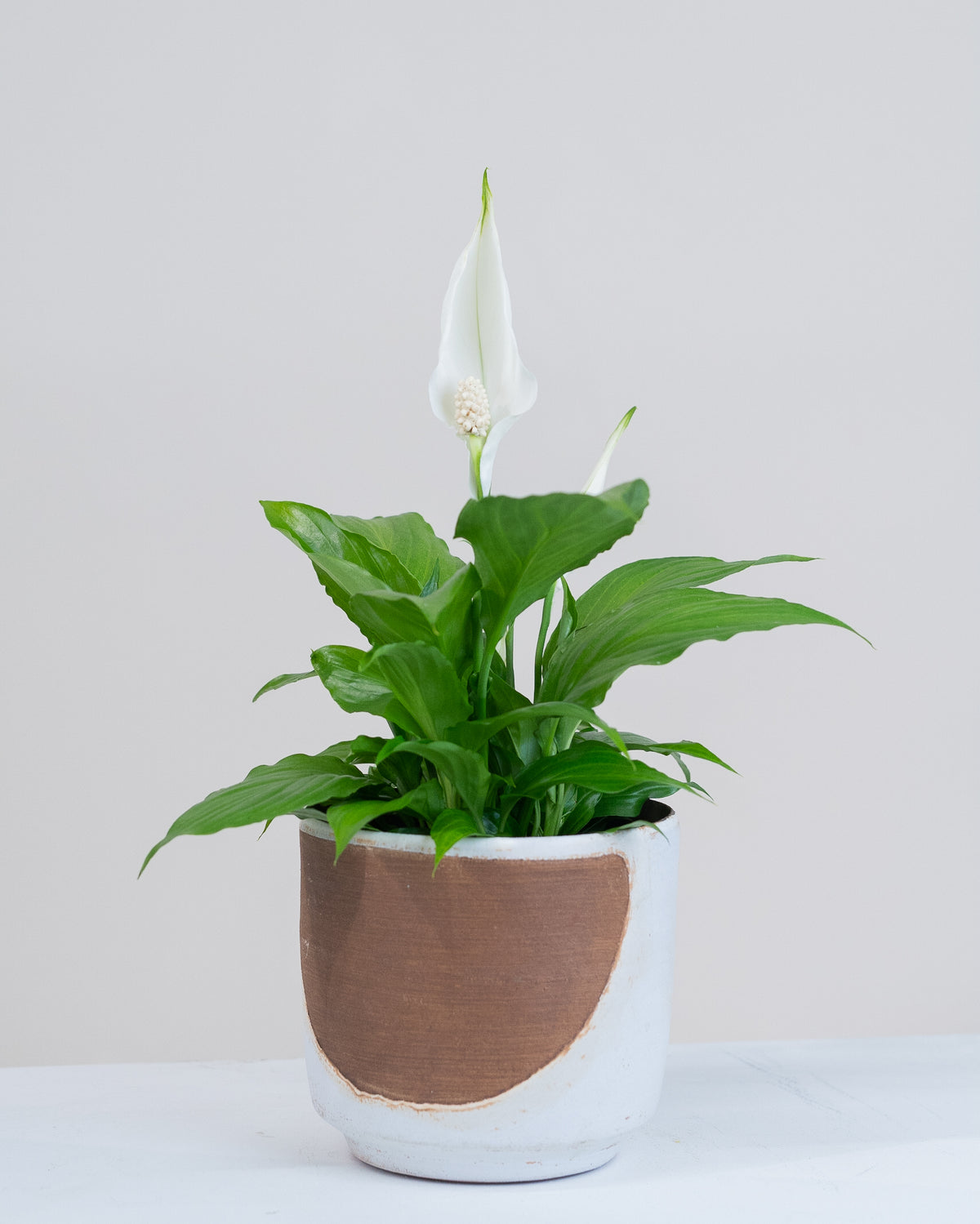 Spathiphyllum
