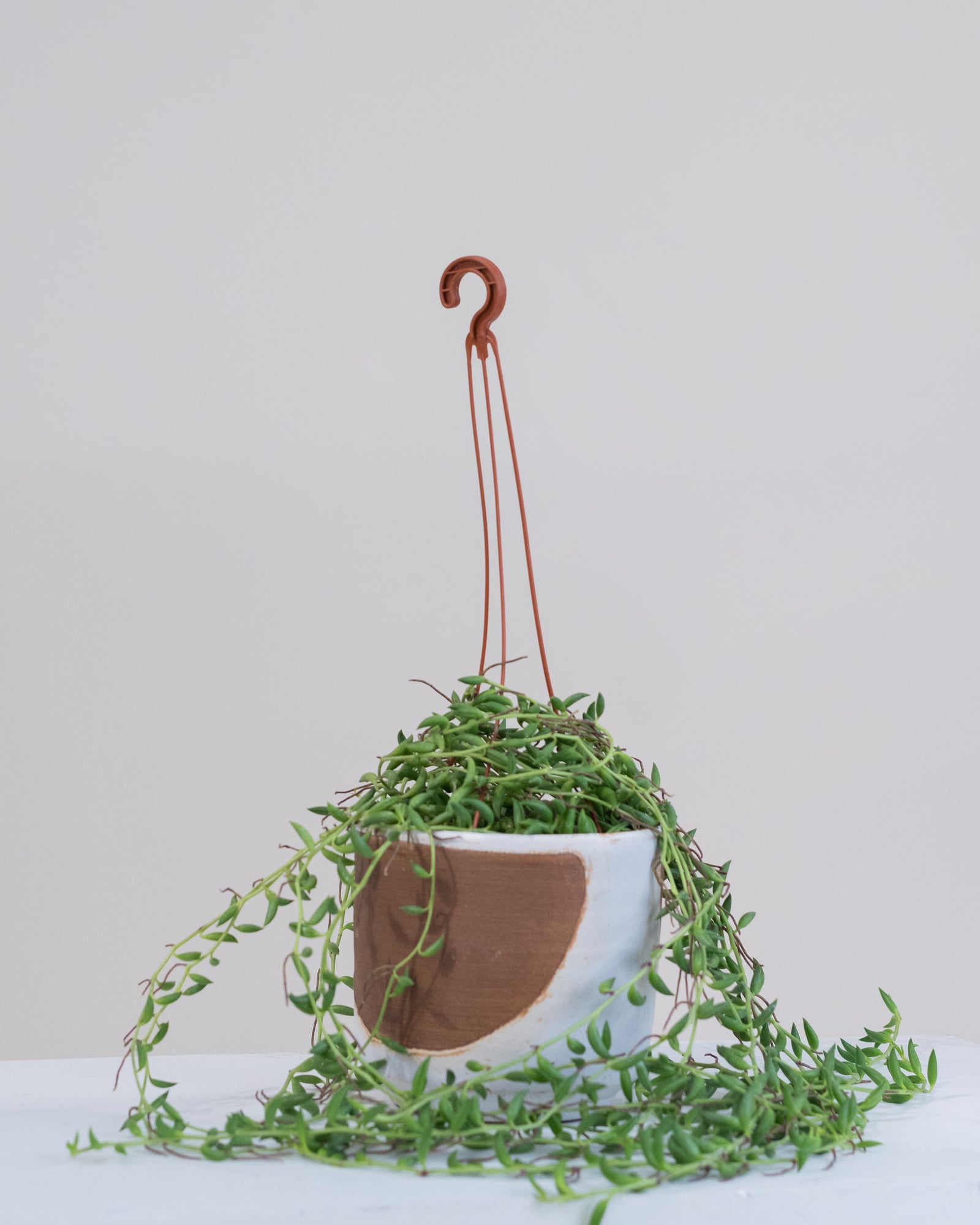 Senecio radicans « String of Banana » 