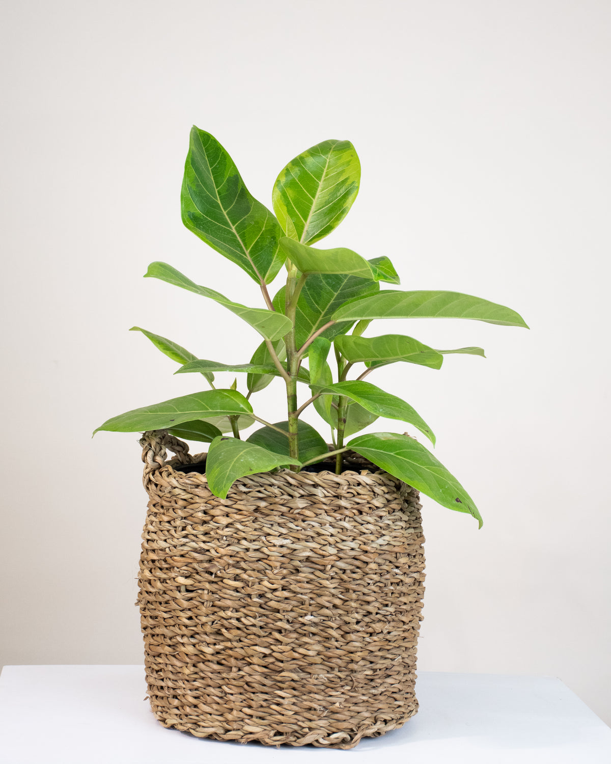 Ficus altissima « Yellow Gem »