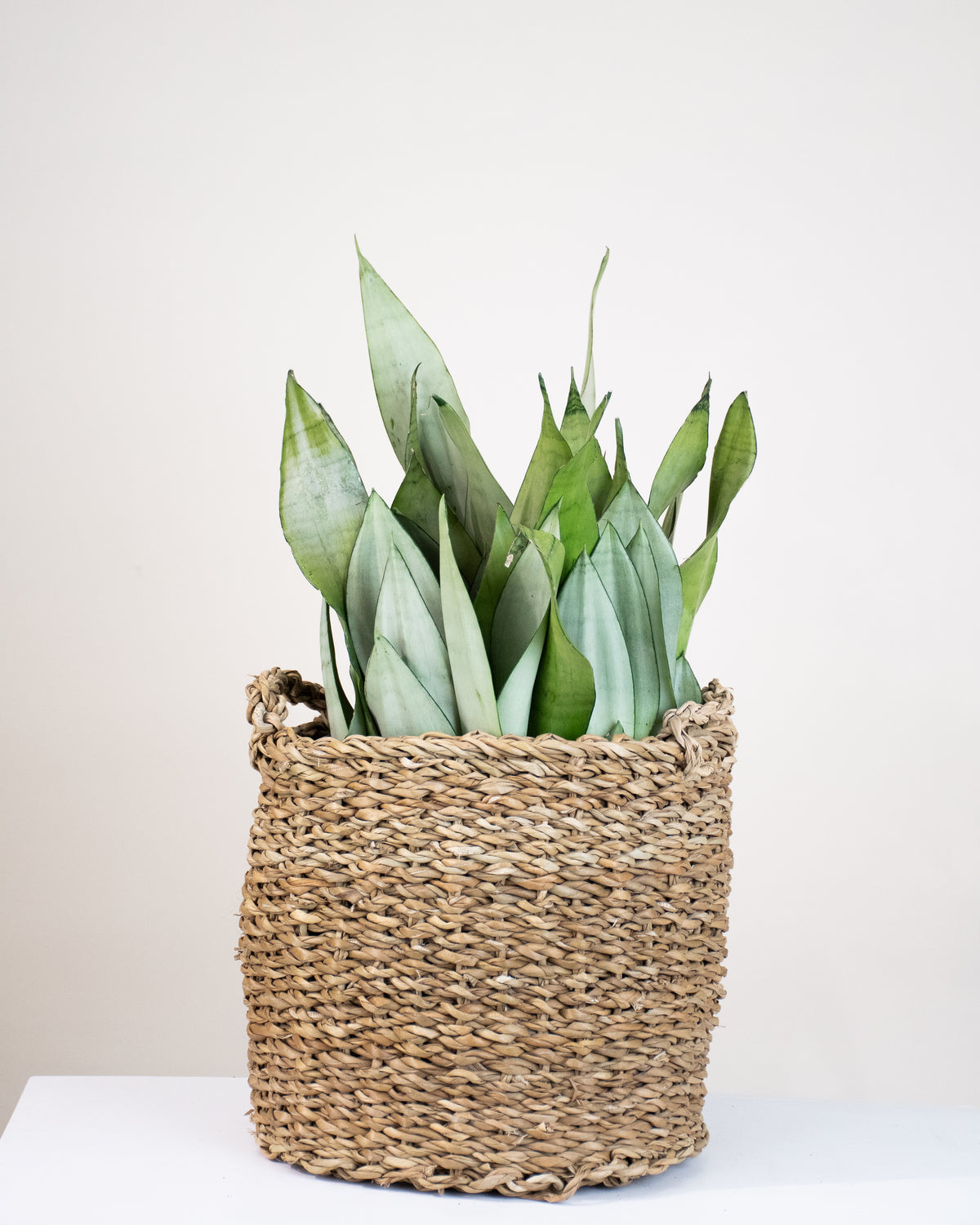 Sansevière trifasciata « Moonshine »