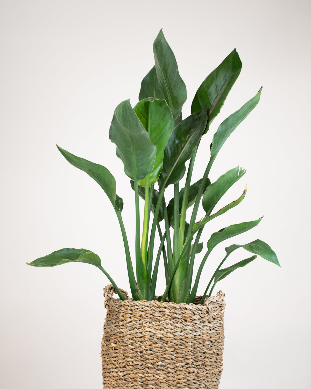 Strelitzia reginae