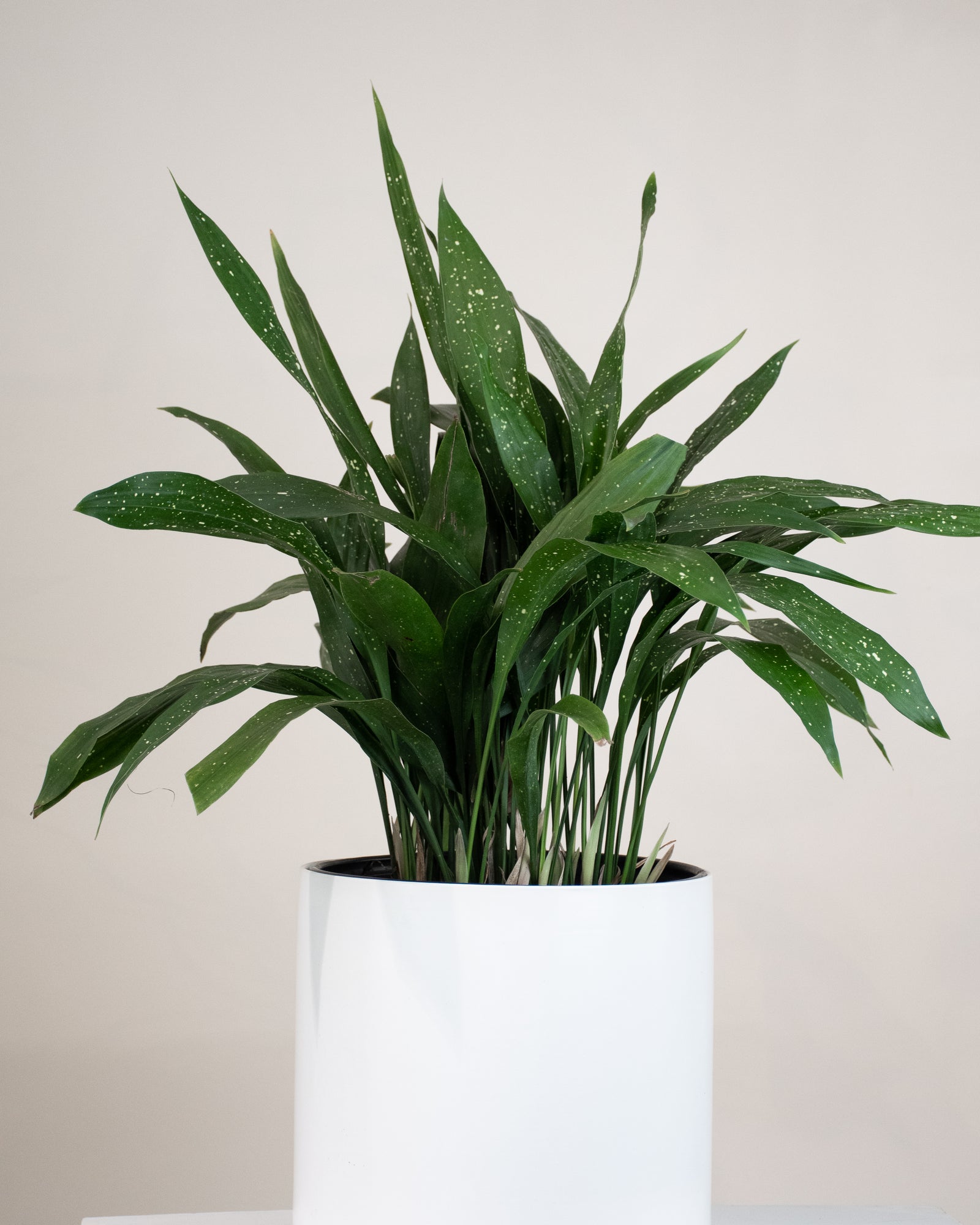 Aspidistra « Milky Way »