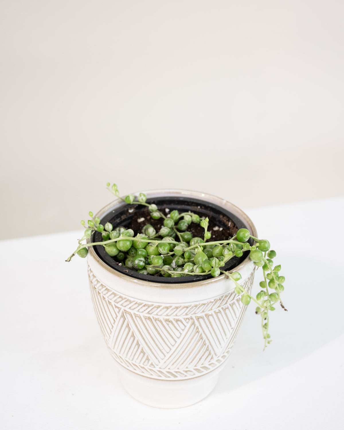 Senecio rowleyanus « Collier de perles » Variegata