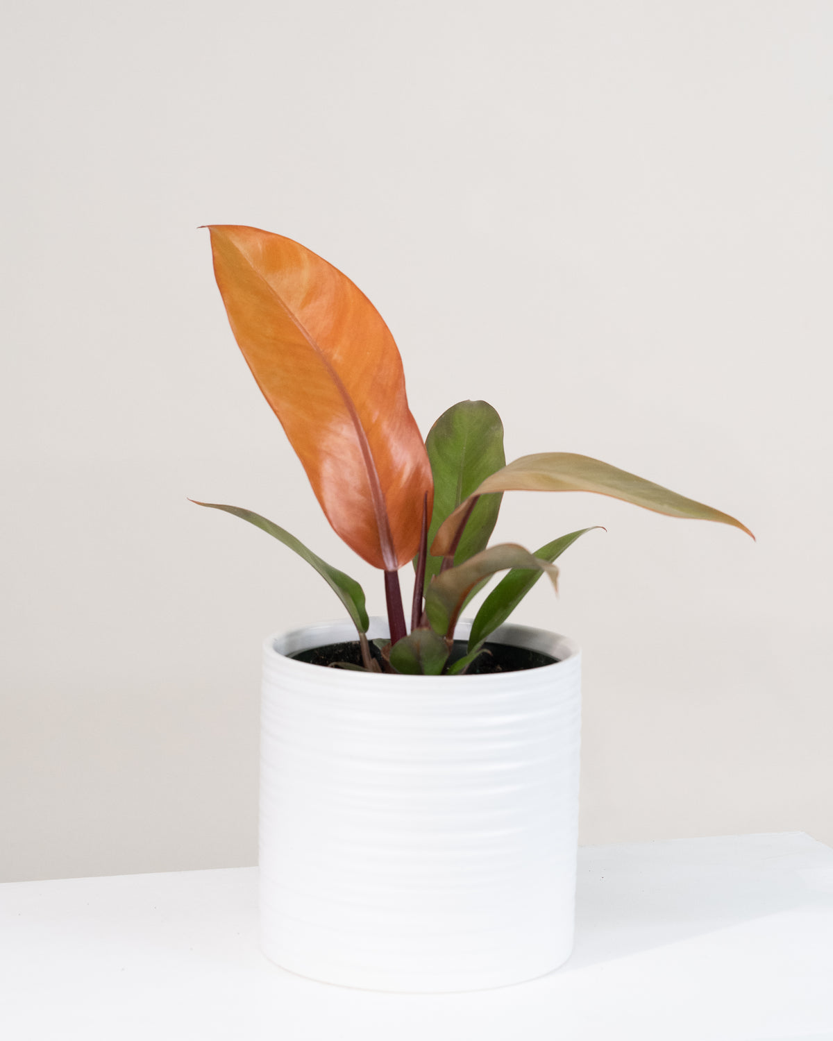 Philodendron « Prince Orange » 