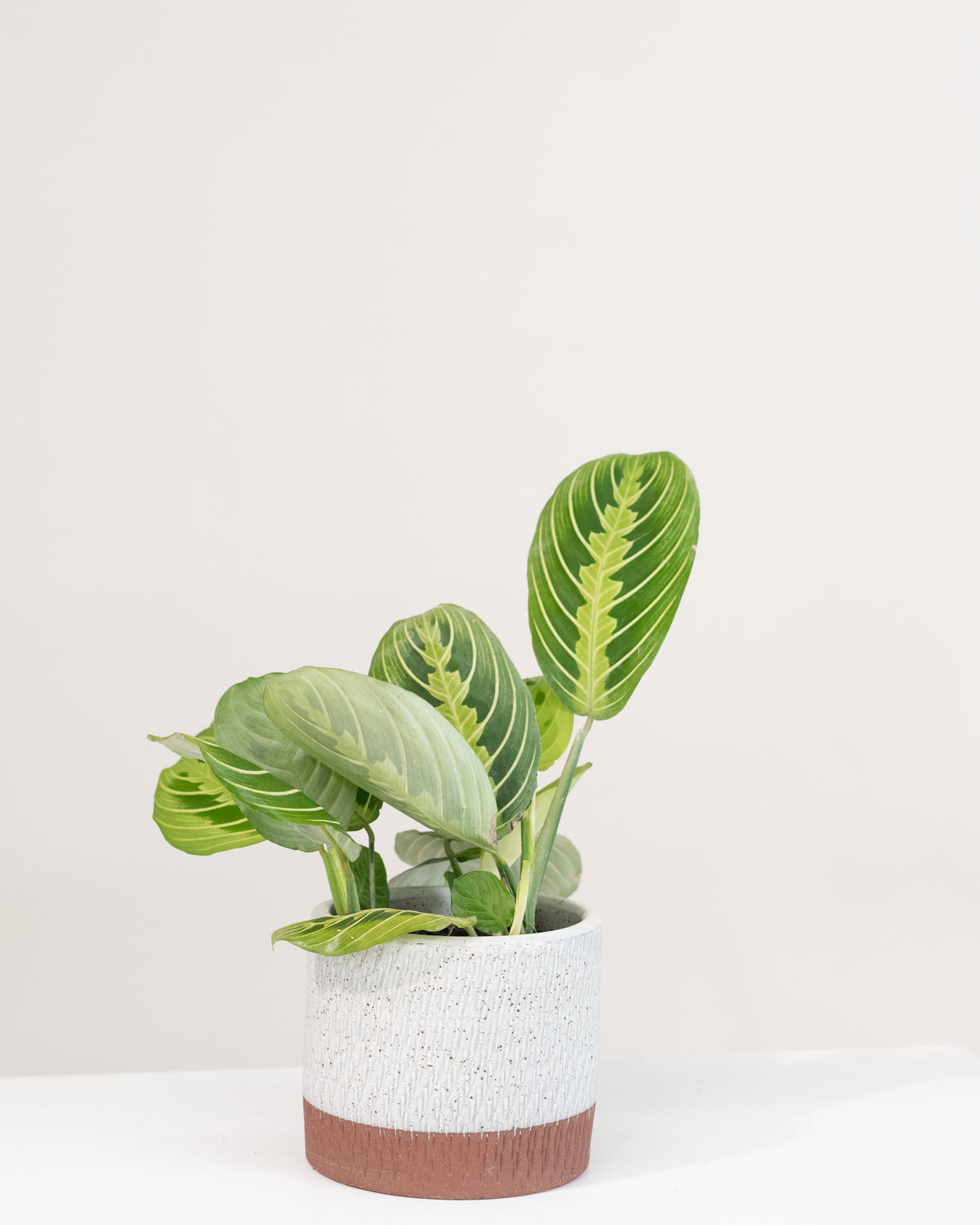 Maranta leuconeura « Lemon Lime »