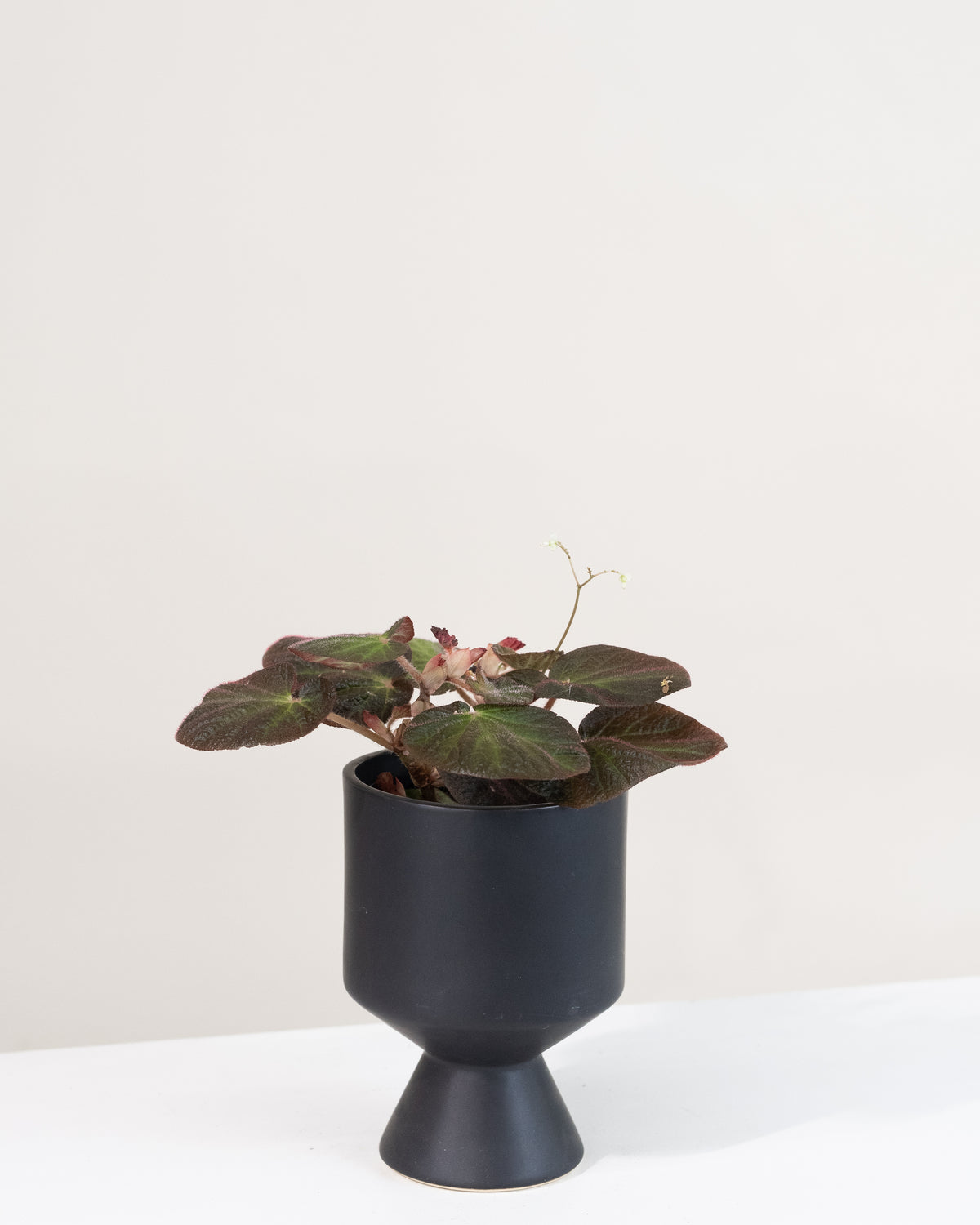 Begonia « Manaus »