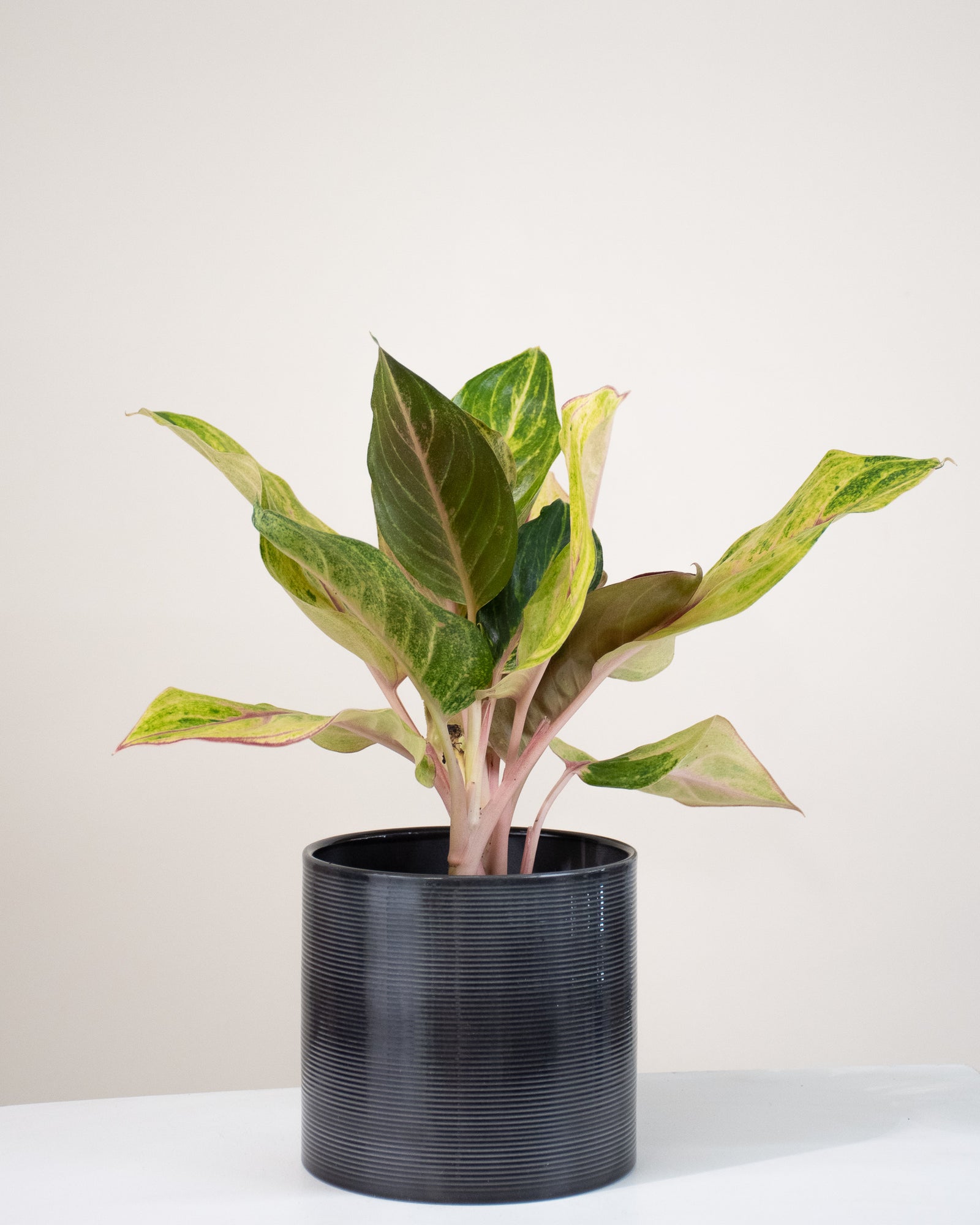 Aglaonema « Golden Fluorite »
