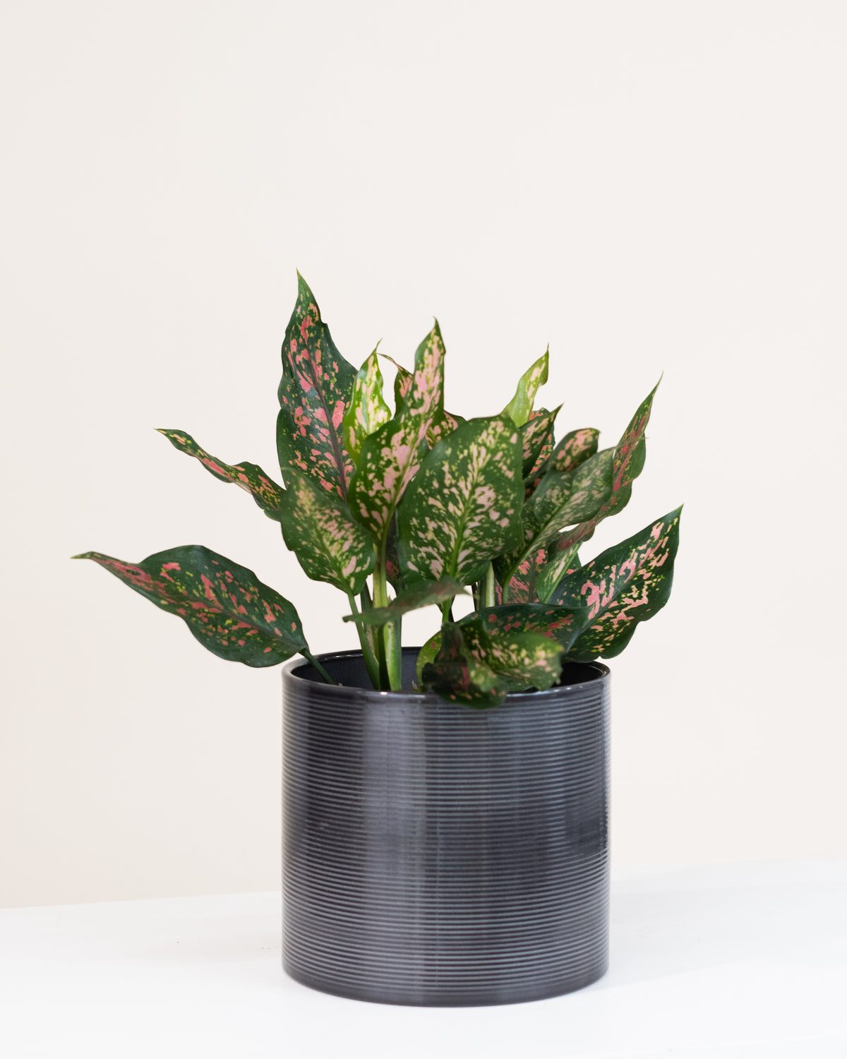 Aglaonema « Pink Dalmatian »