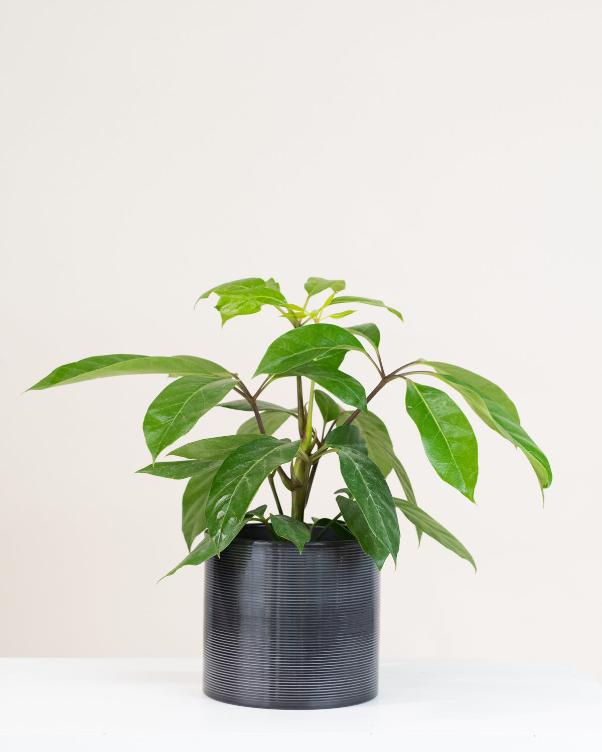 Schefflera actinophylla « Amate »