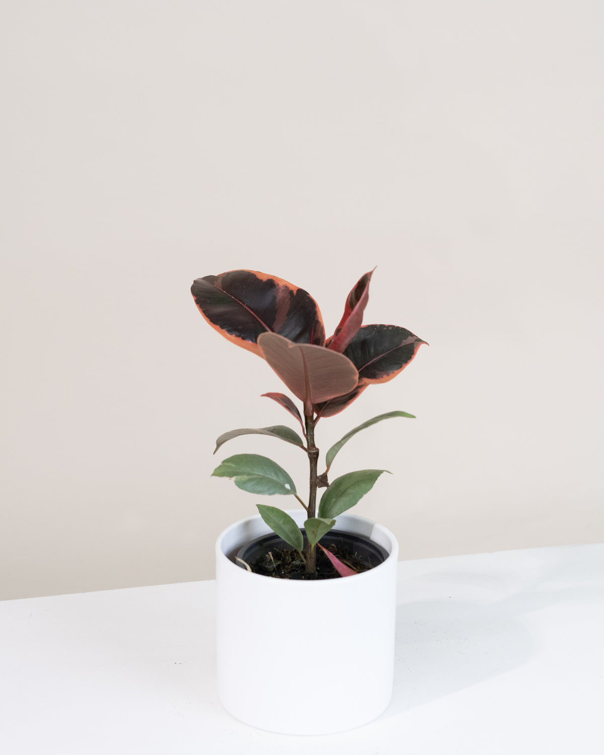 Ficus elastica « Ruby »