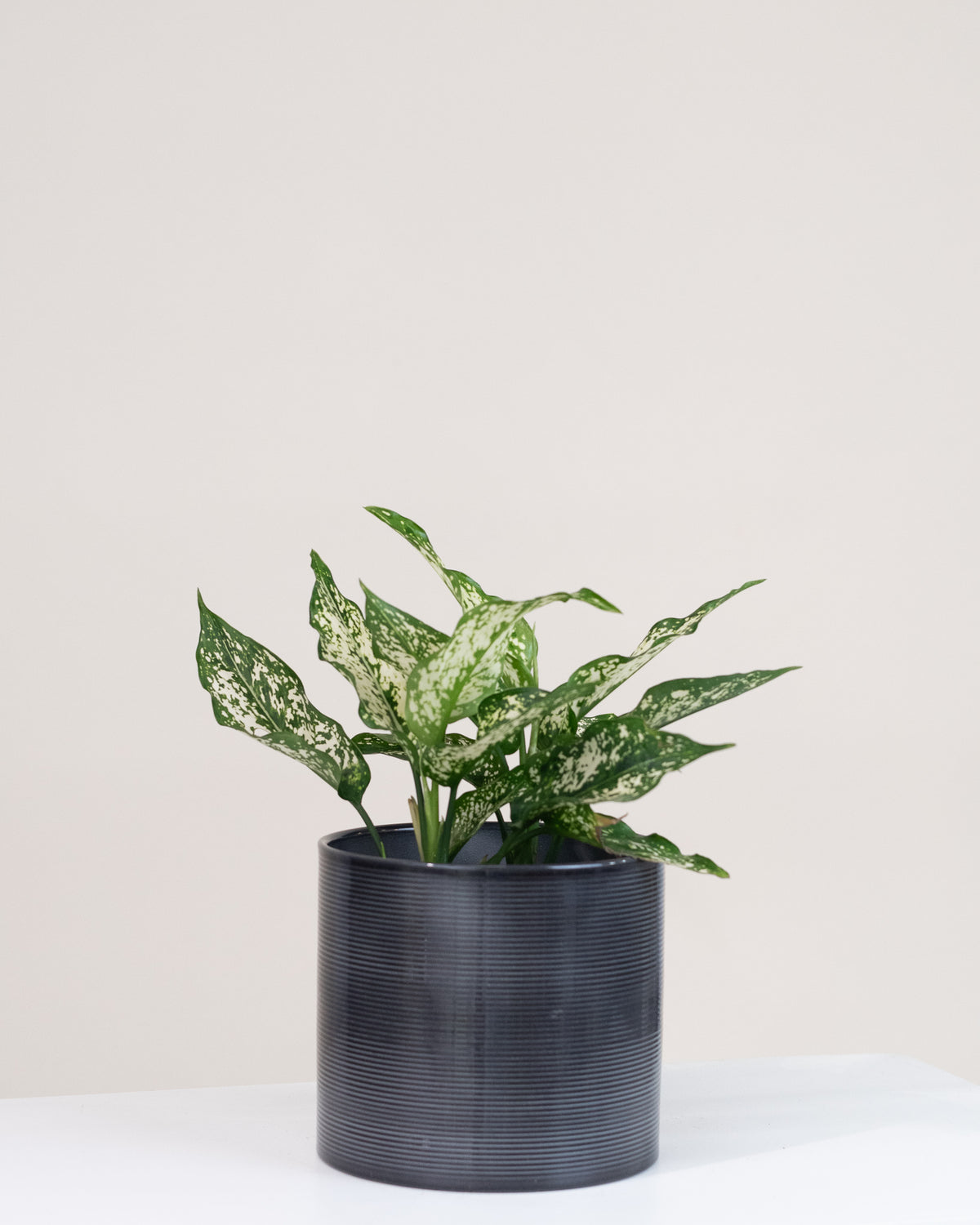 Aglaonema « White Dalmation »