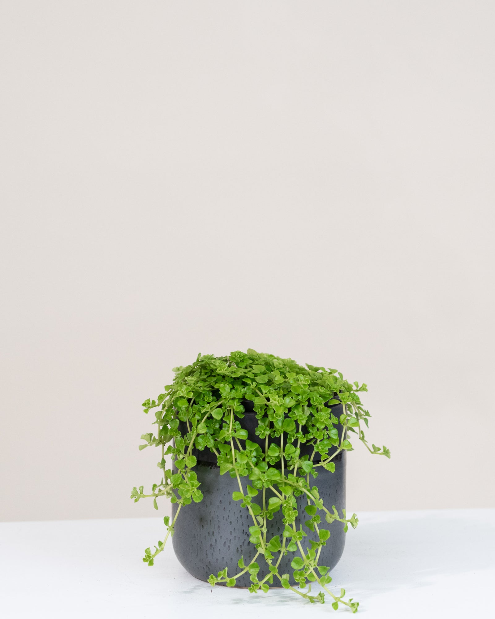 Pilea depressa