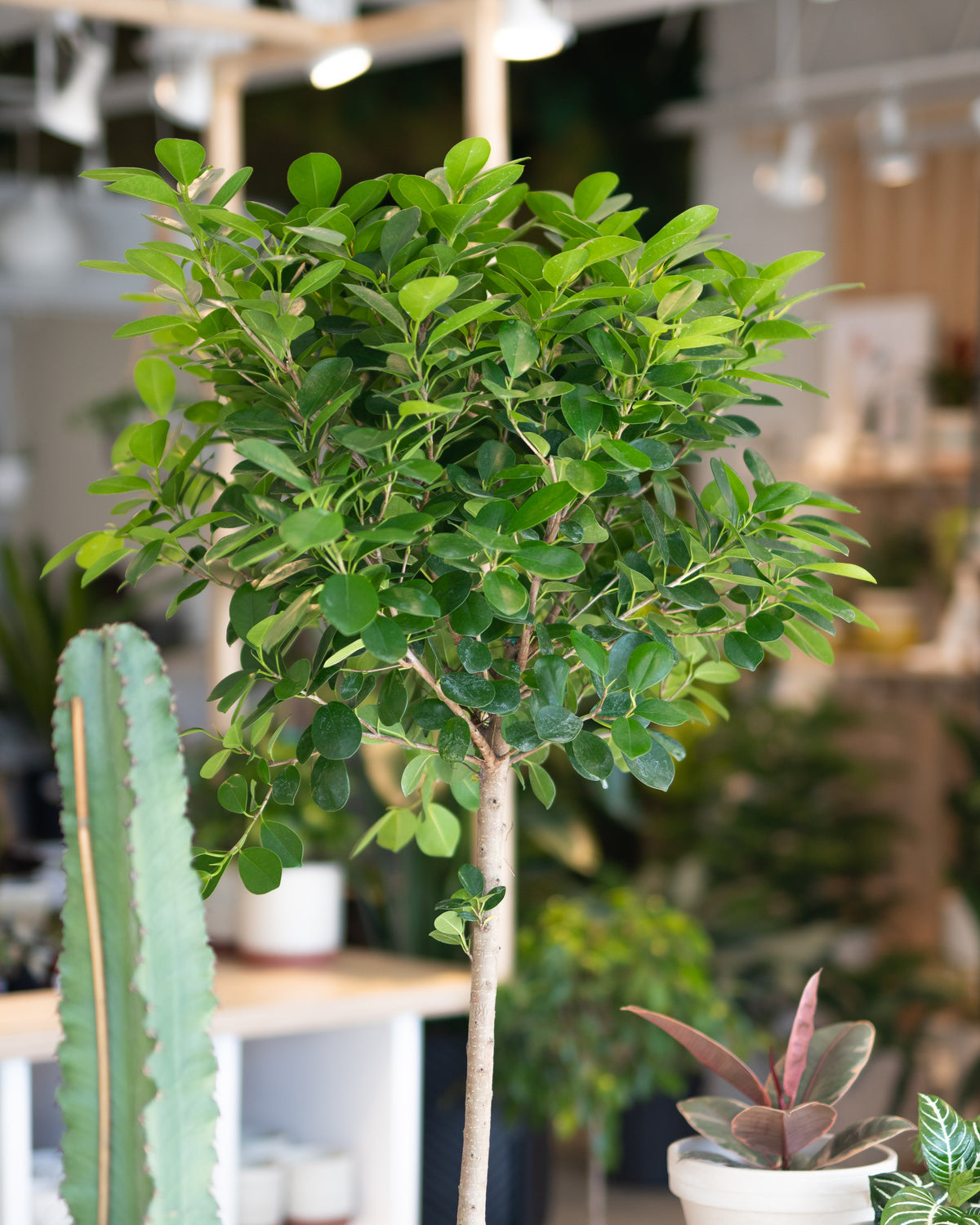 Ficus microcarpa « Moclame »
