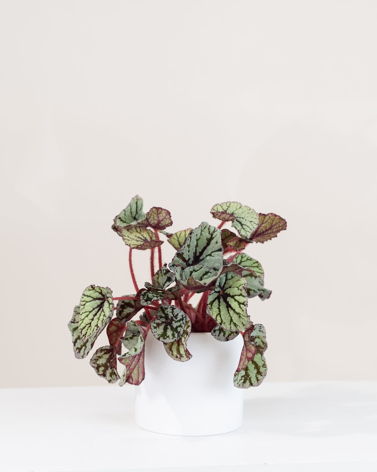 Begonia rex assorties