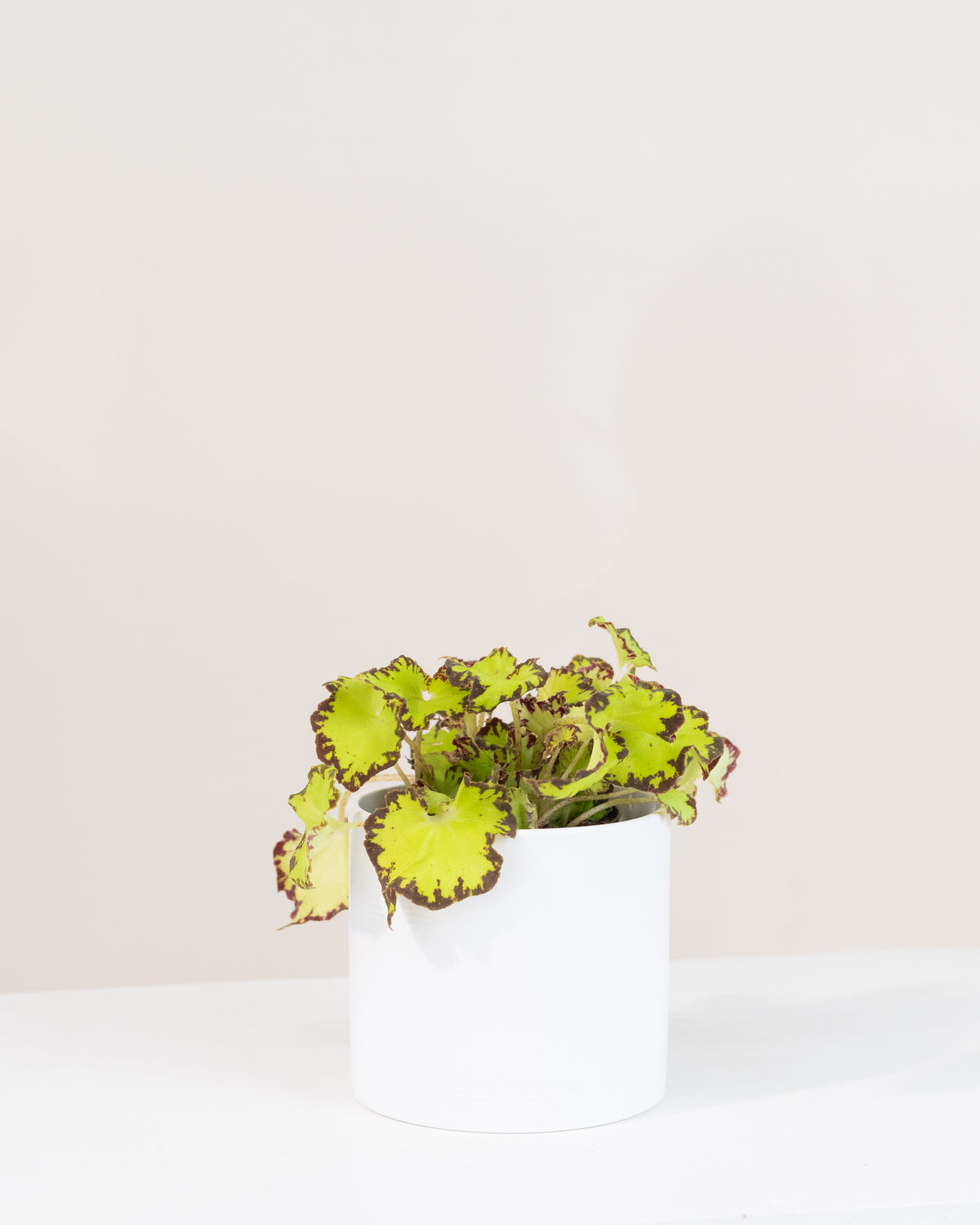 Begonia rex assorties