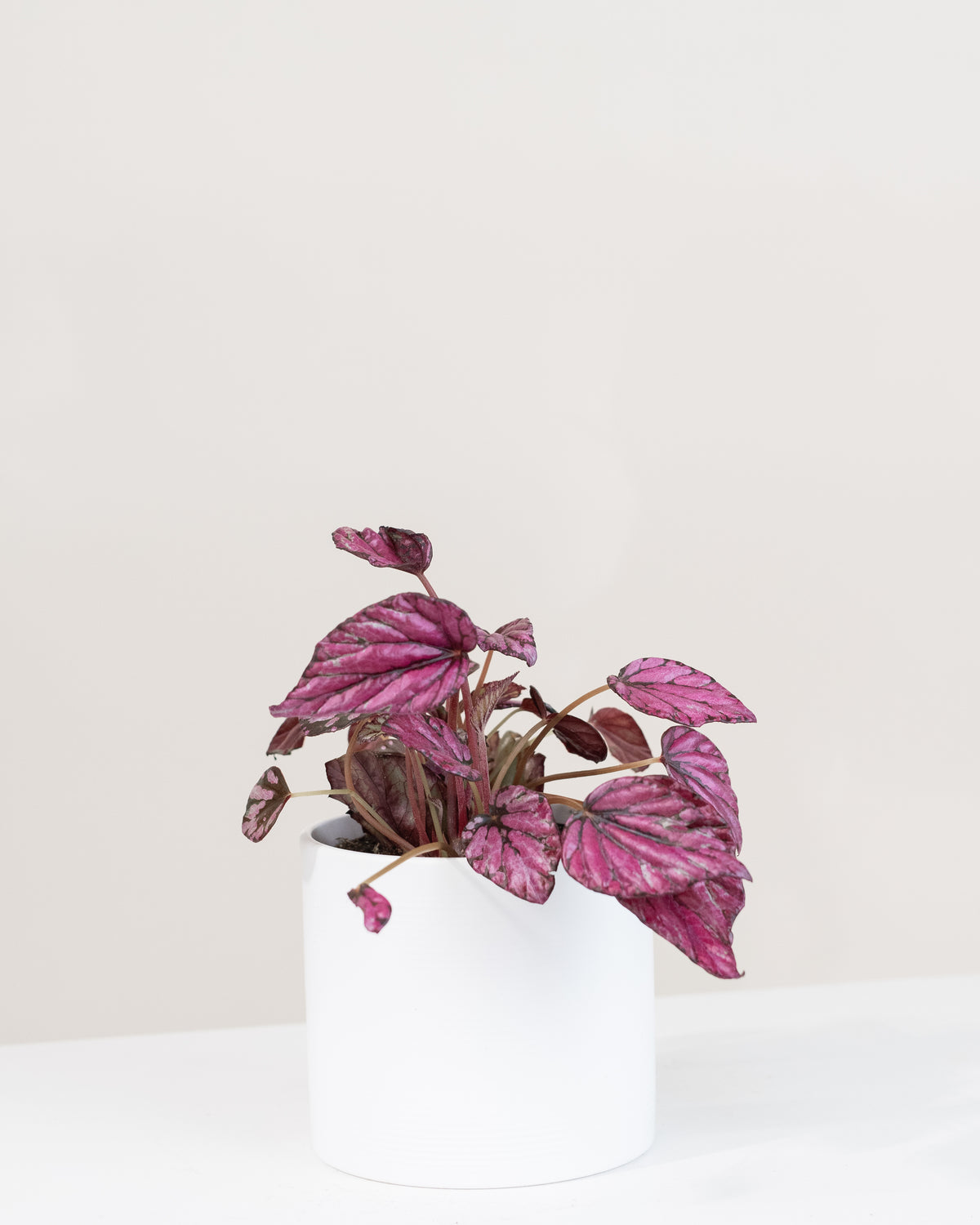 Begonia rex assorties