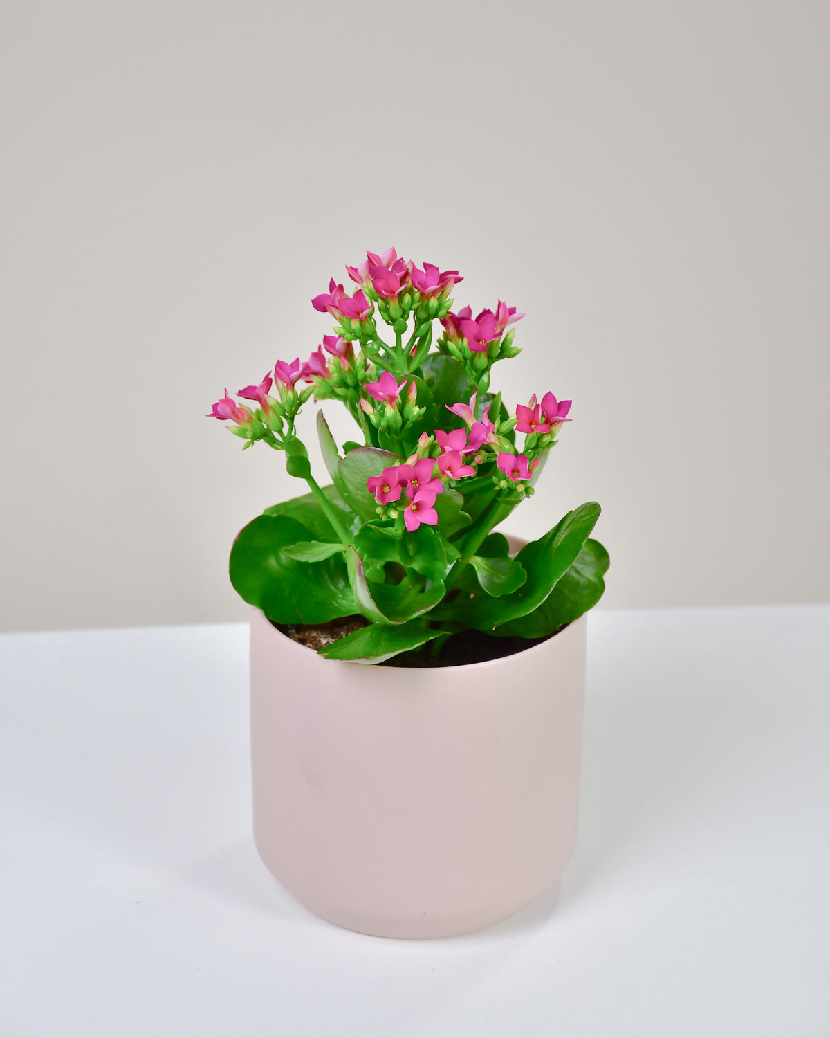 Kalanchoe blossfeldiana