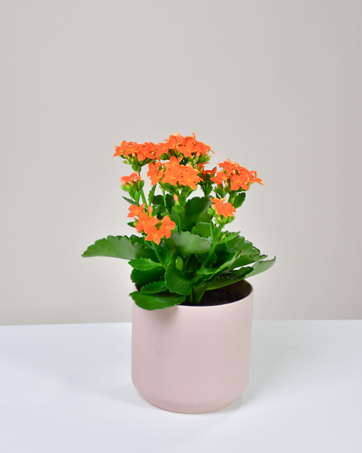 Kalanchoe blossfeldiana