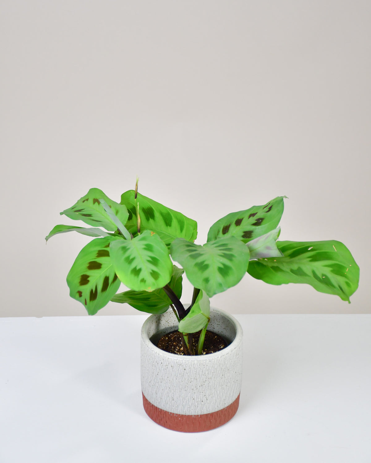 Maranta leuconeura kerchoveana « Vert »