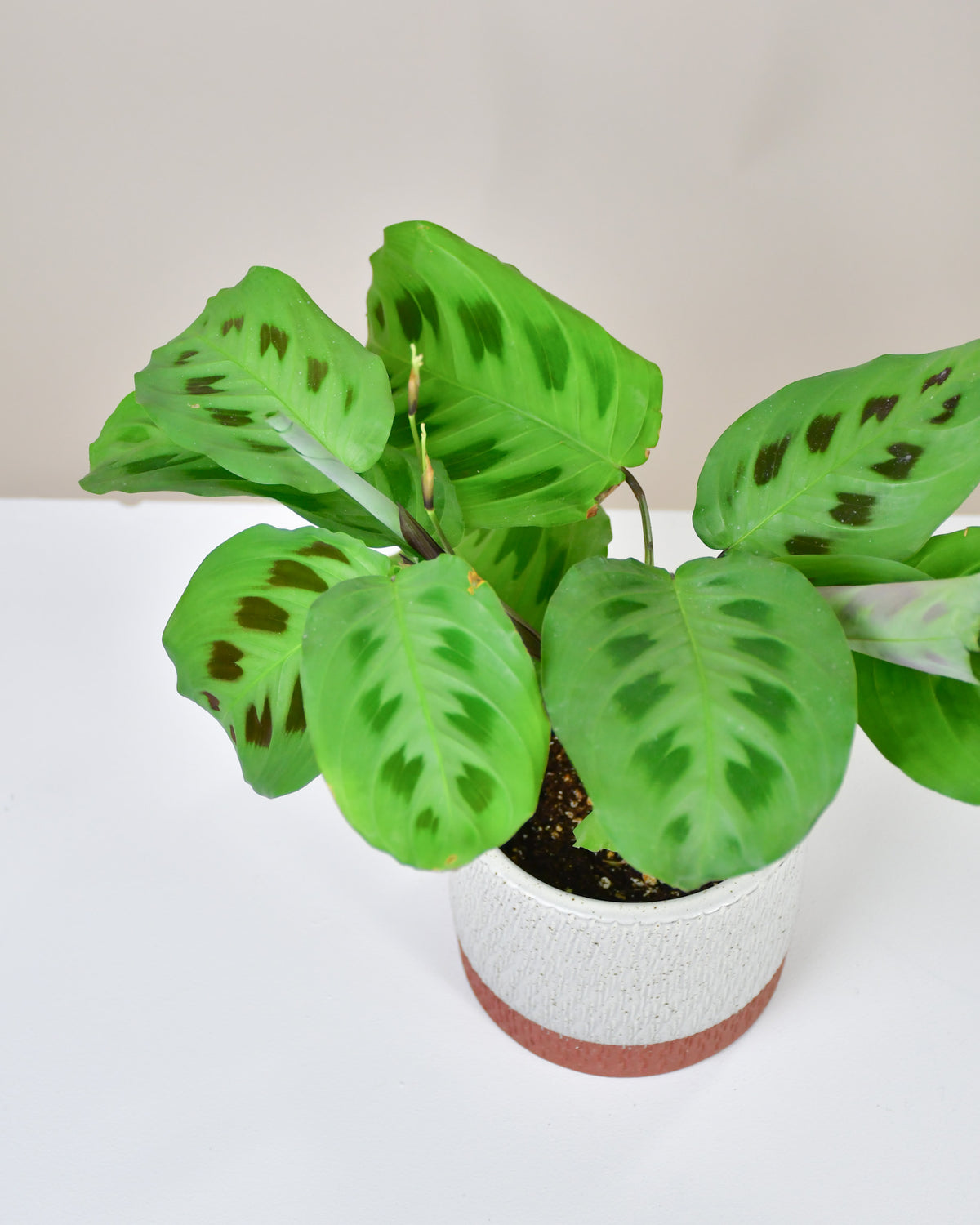 Maranta leuconeura kerchoveana « Vert »